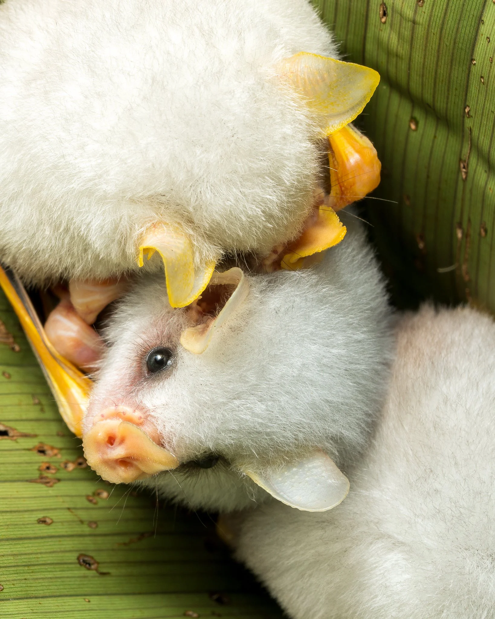 Sarapiqui Herping-21.jpg