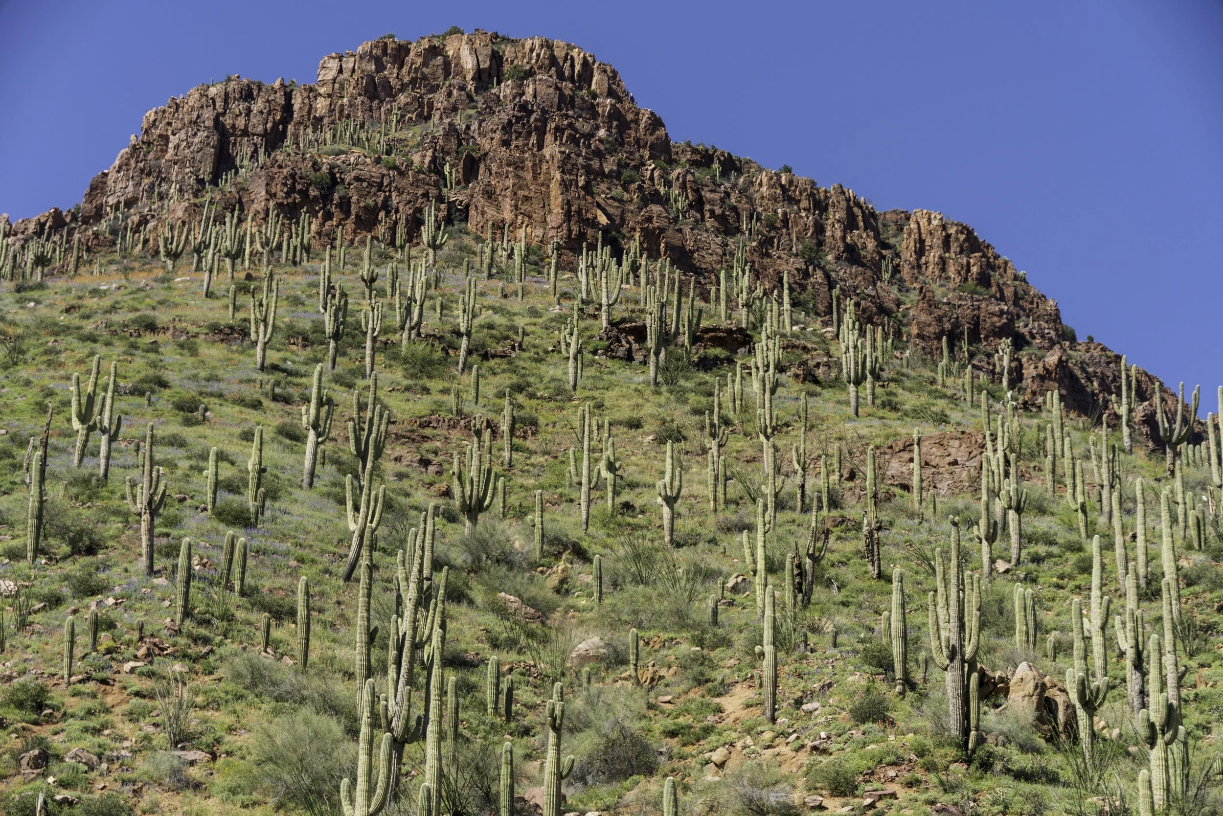 Salt River Rafting_Visit_Arizona-44.jpg