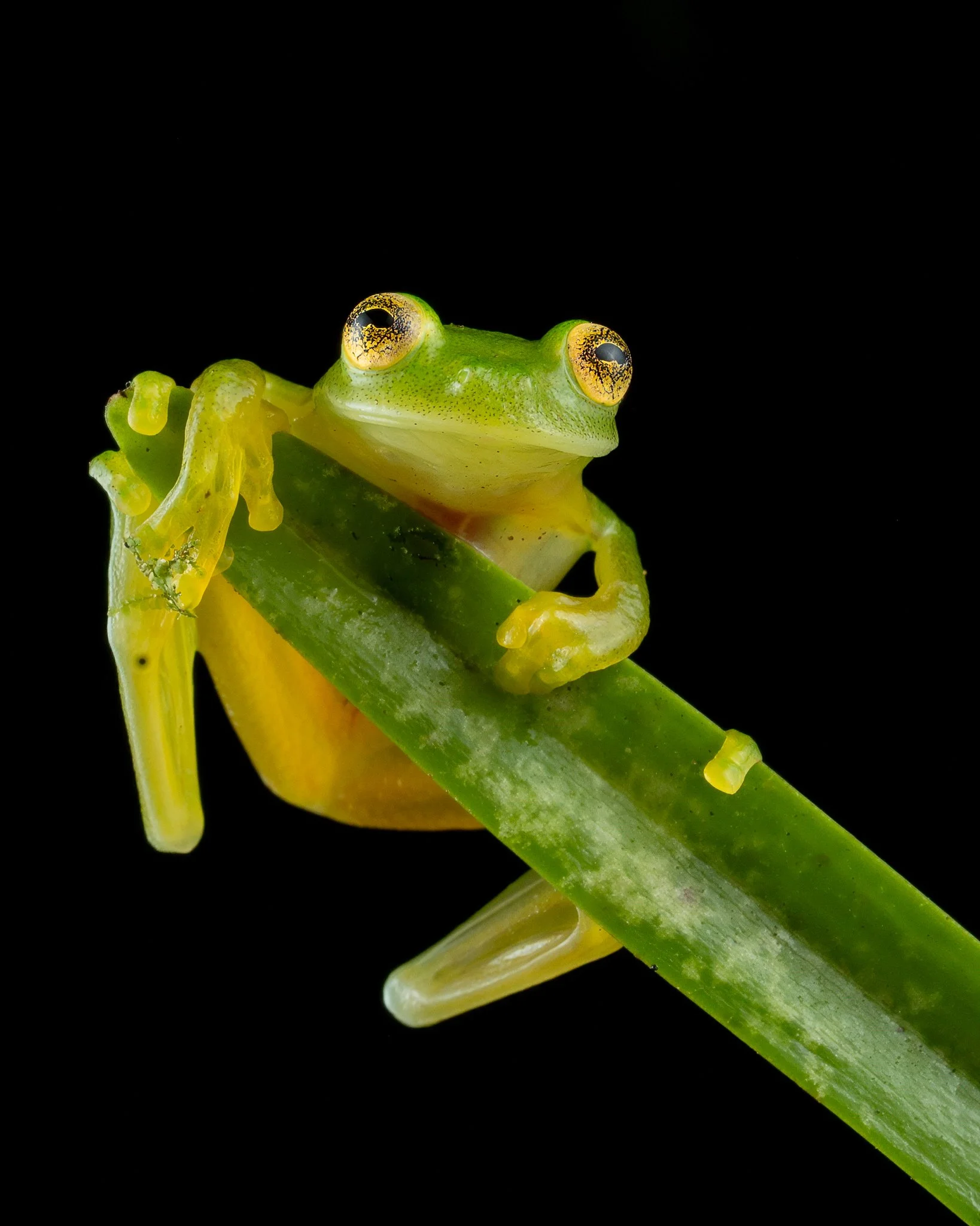 Sarapiqui Herping-14.jpg