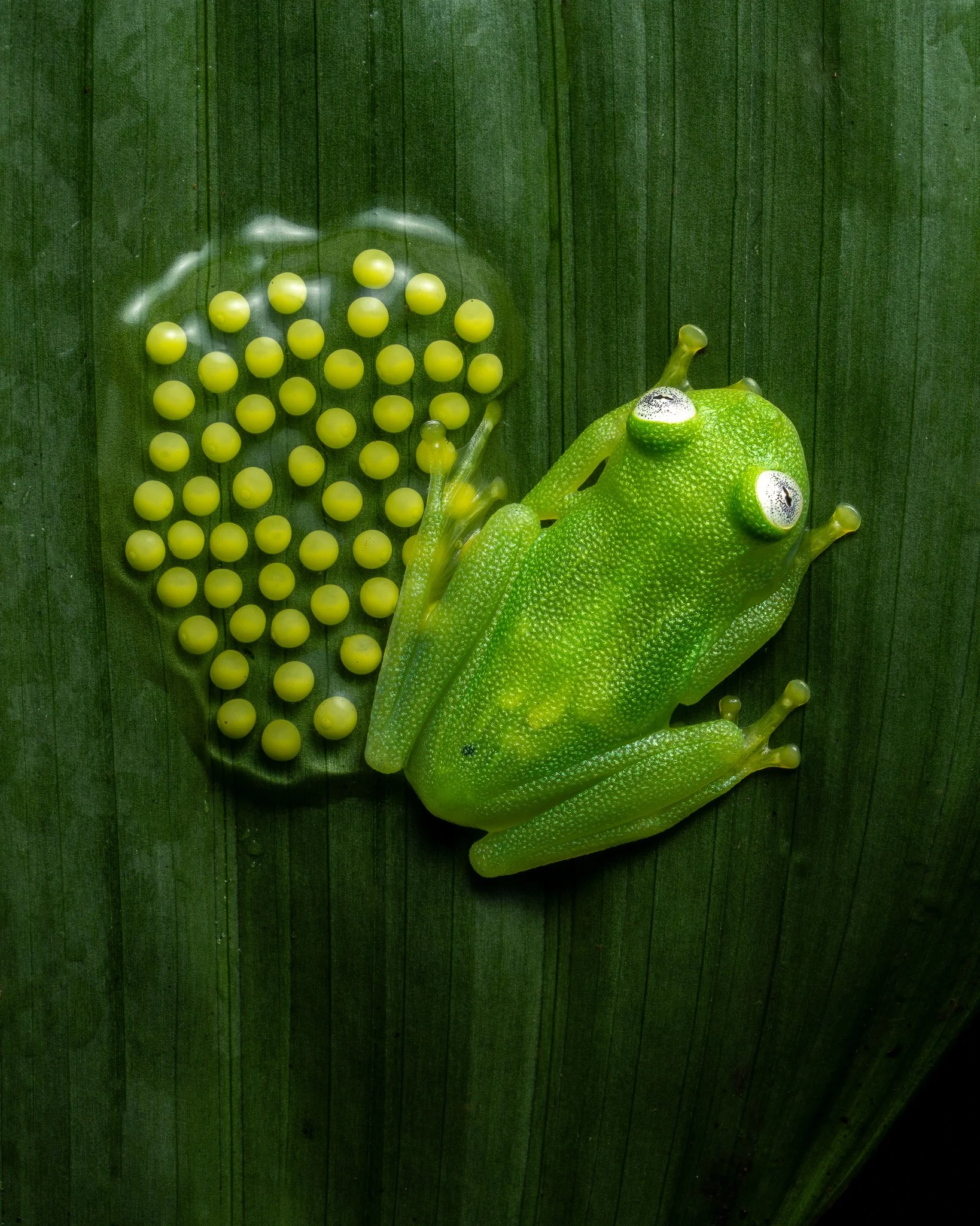 Sarapiqui Herping-11.jpg