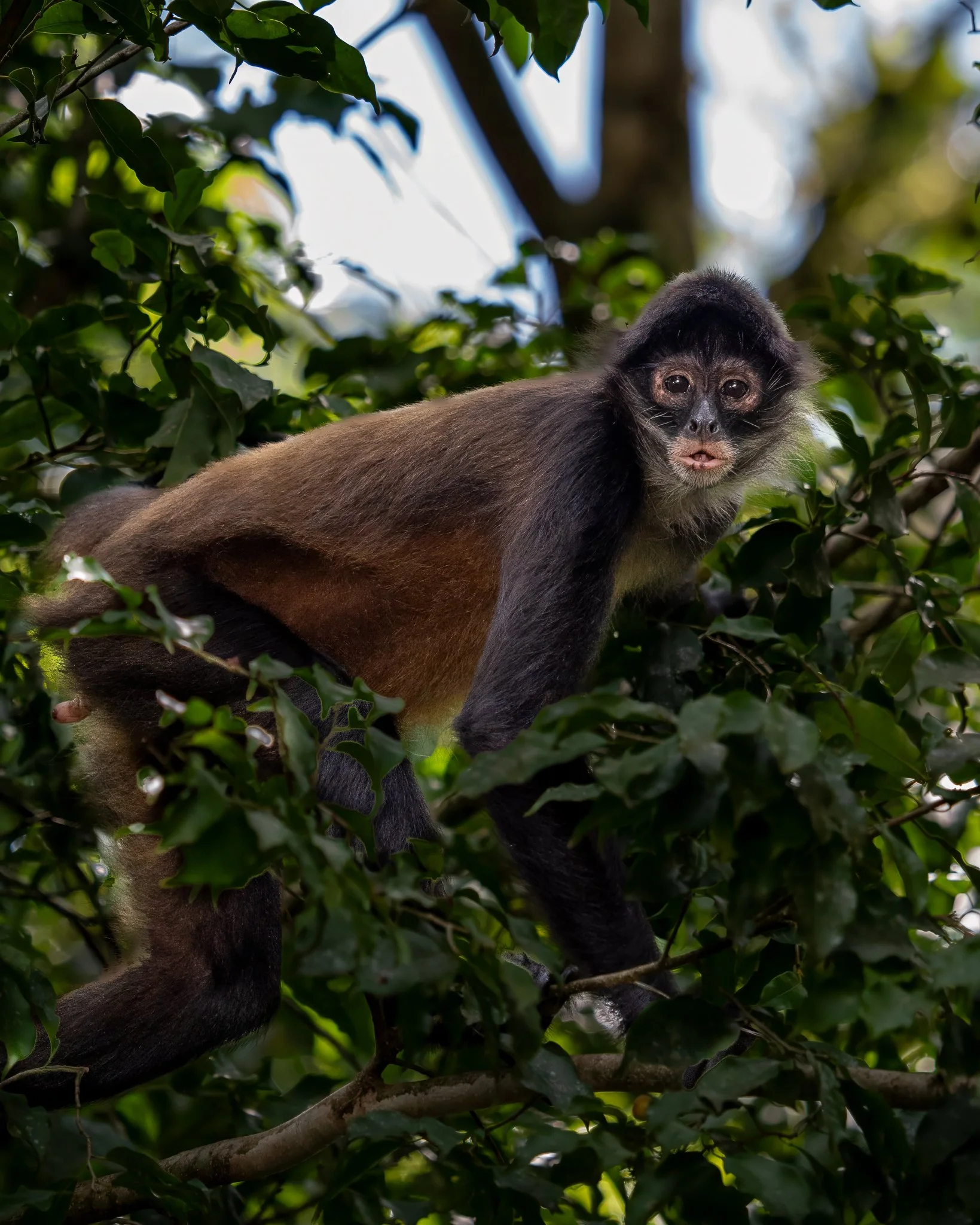 Sarapiqui Herping-31.jpg