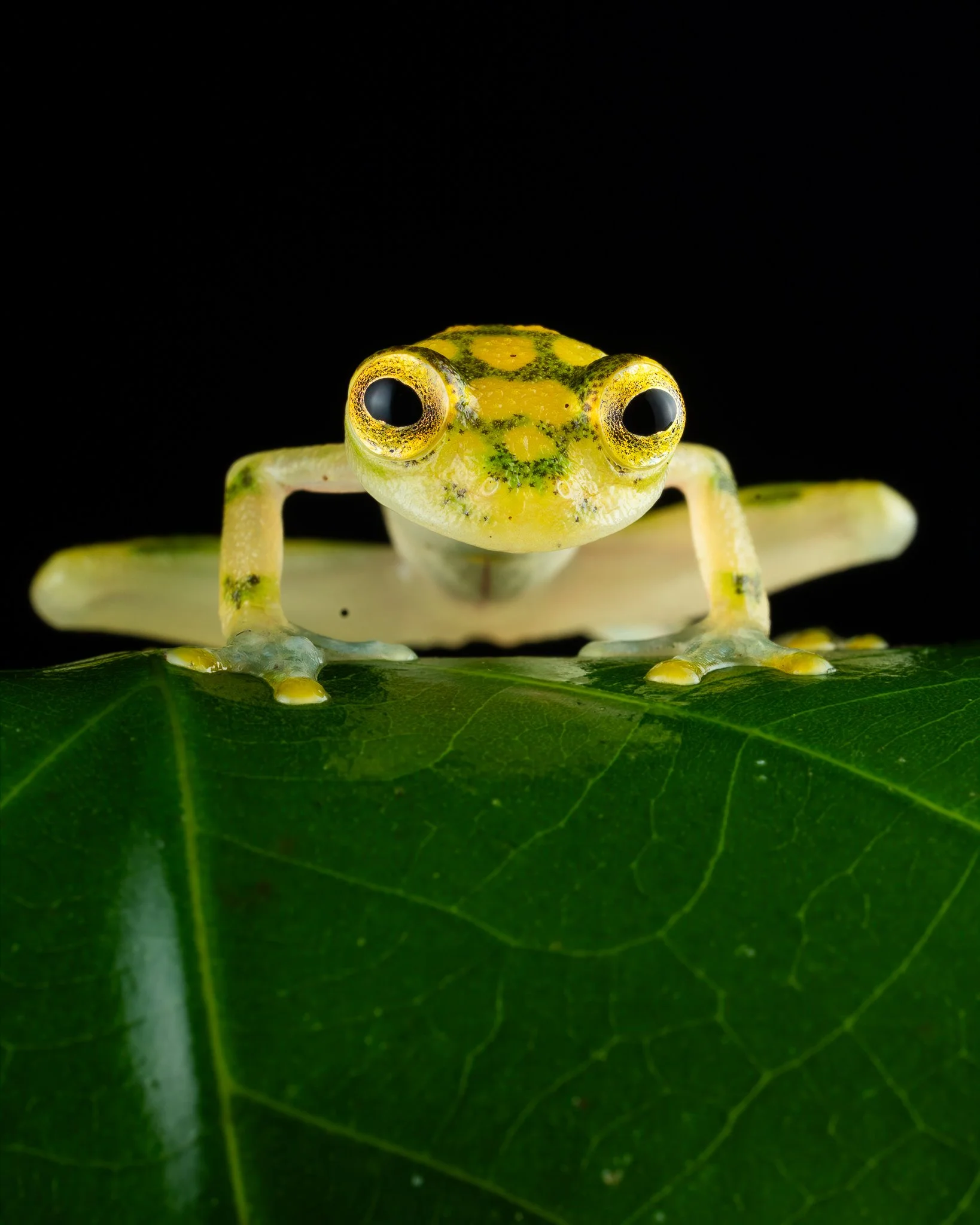 Sarapiqui Herping-17.jpg