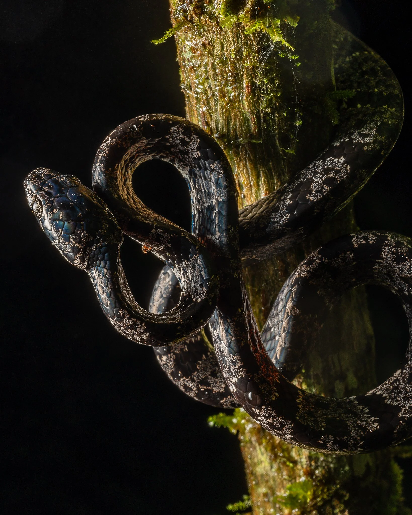 Costa Rica - Turrialba Feb 2024-10.jpg