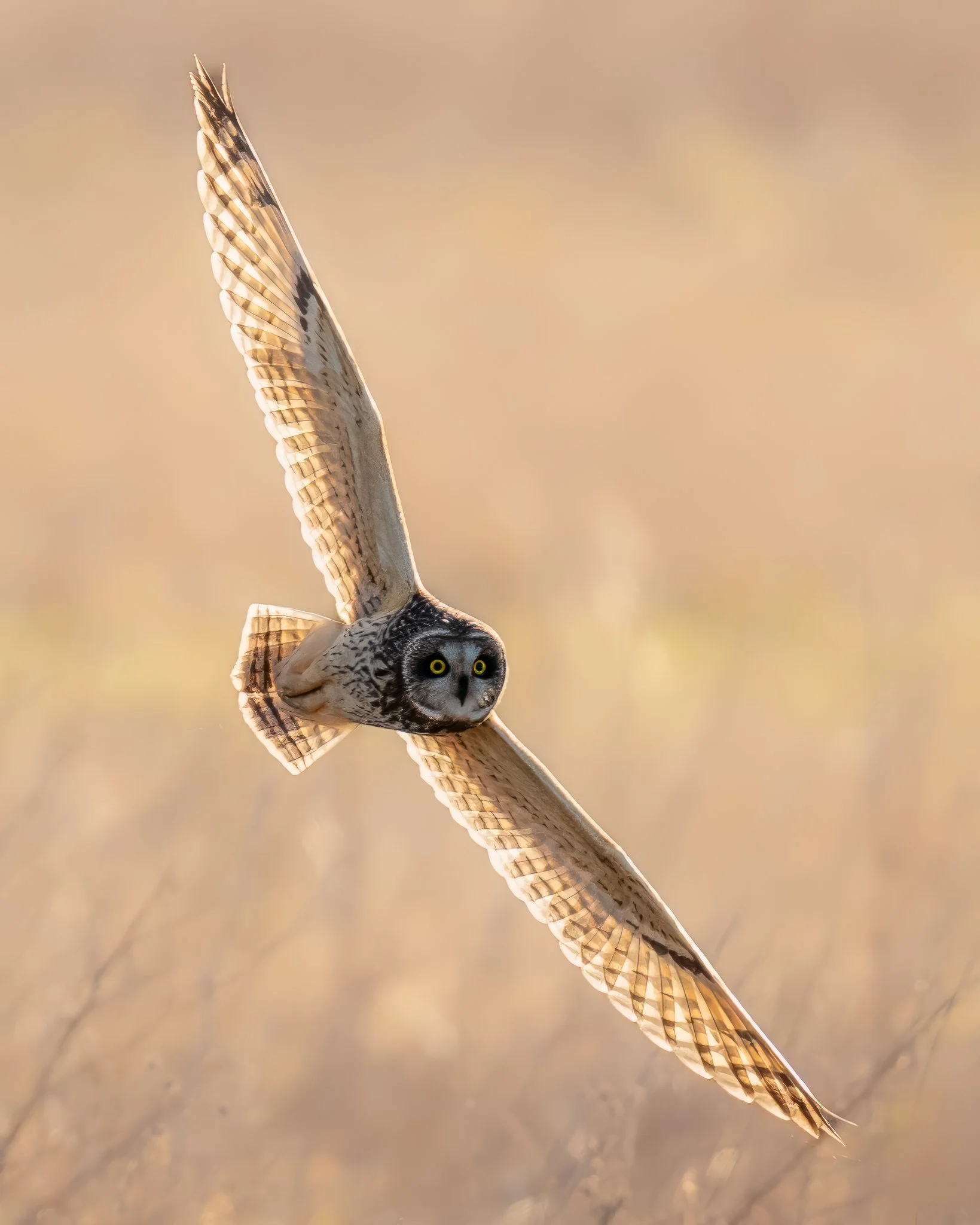 Short Eared Owl-2.jpg