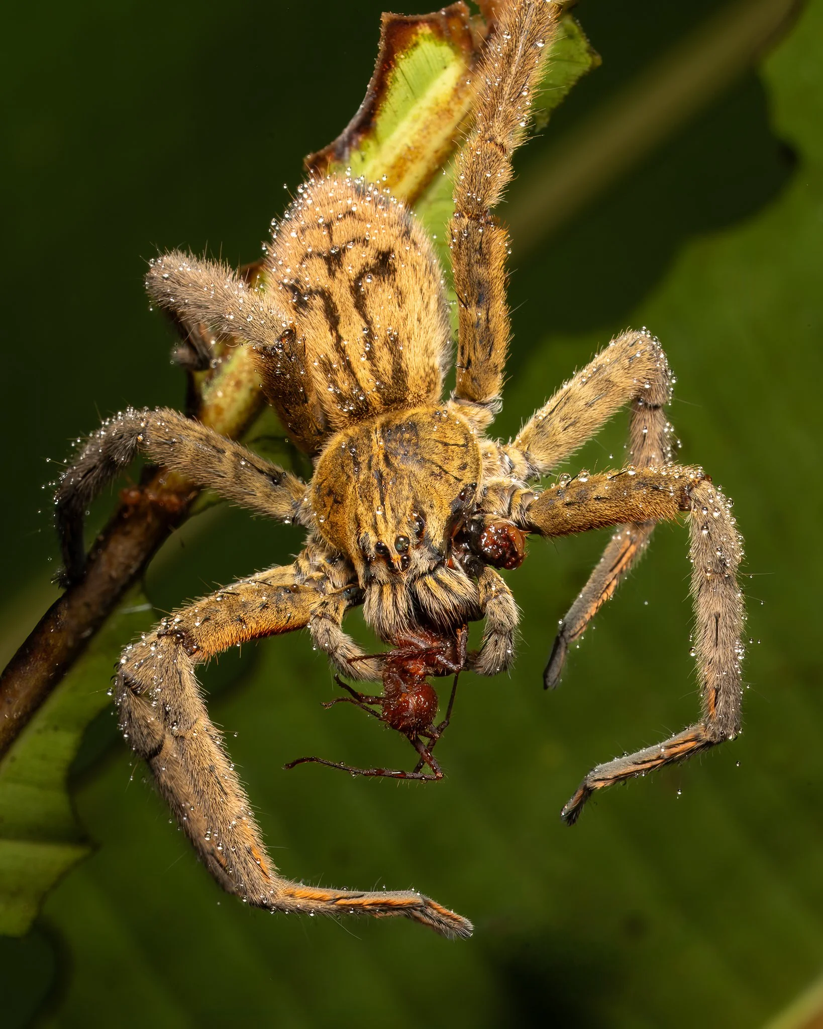 Costa Rica - Turrialba Feb 2024-6.jpg