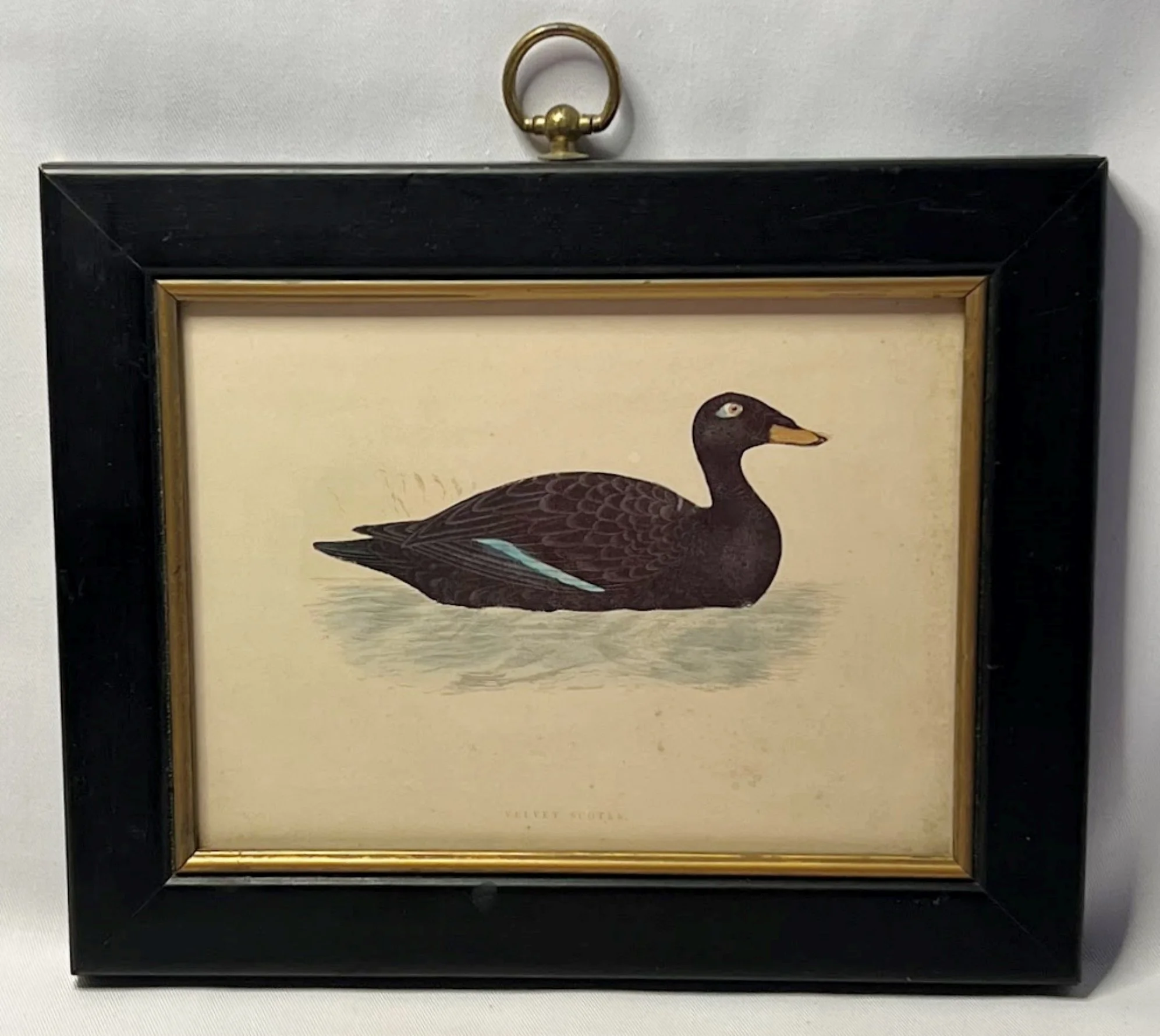 Antique Framed Print Velvet Scoter Duck Morris Birds Plate 283-Front B-1993 x 1780.jpg