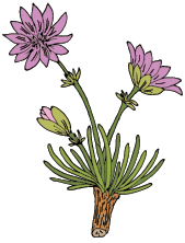 Purple flowers with green stems and multiple buds, rooted in soil.