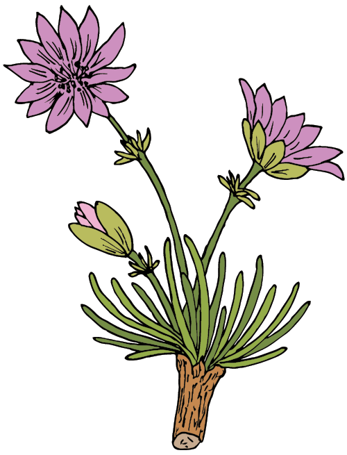 Cartoon illustration of a small purple flowering plant with green leaves and stems emerging from a short brown stem on a black background.