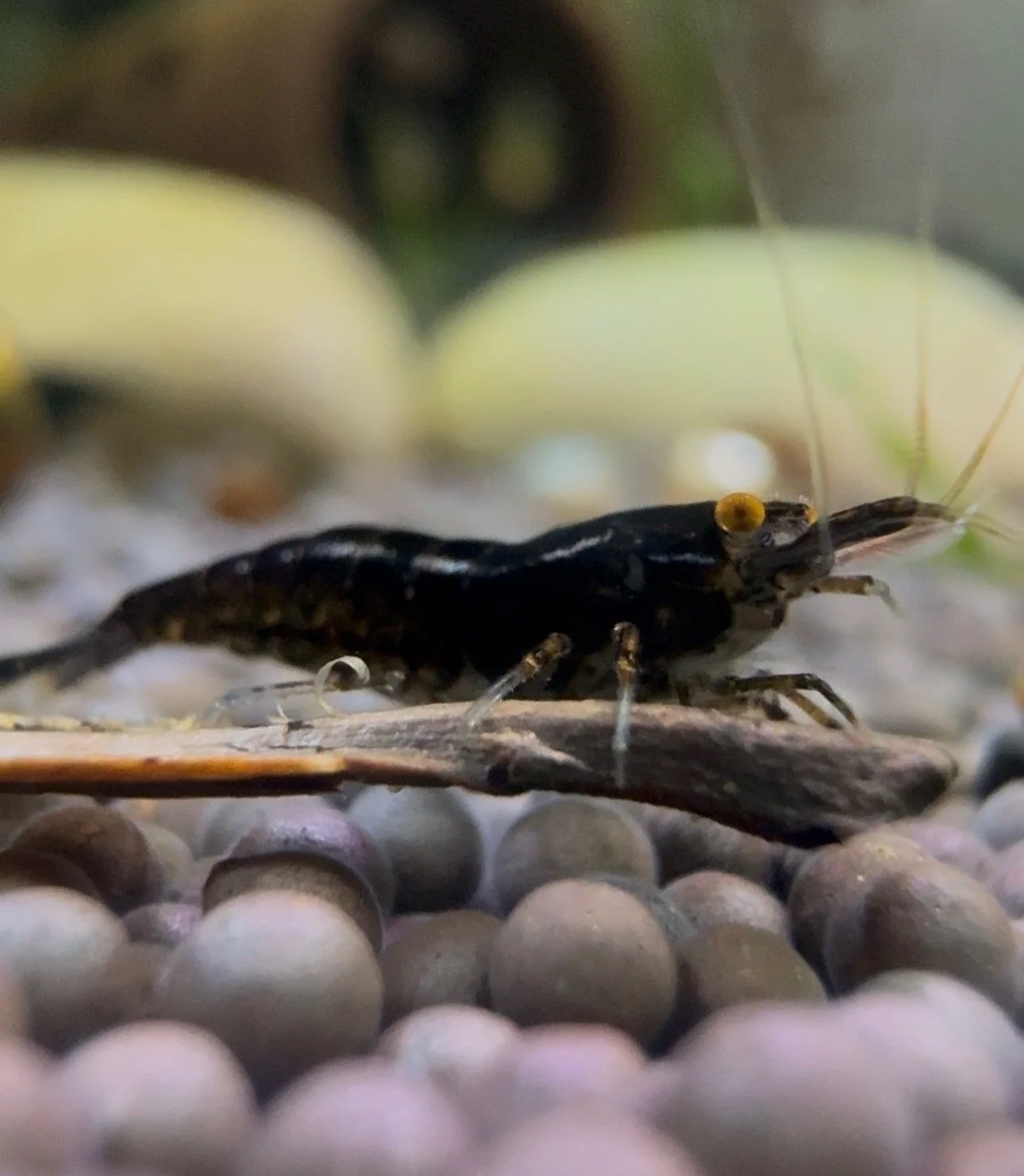 Dracula Shrimp