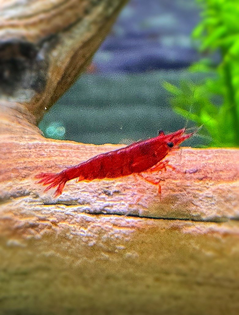 Big Red
