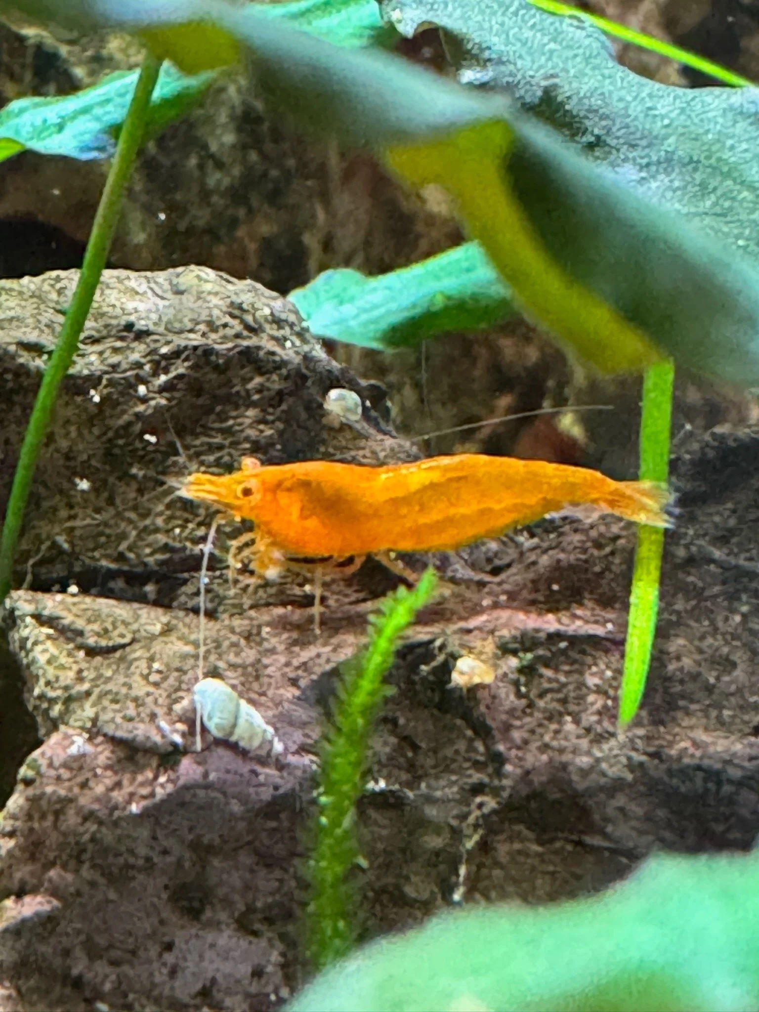 Angelo the Orange Eyed Tangelo