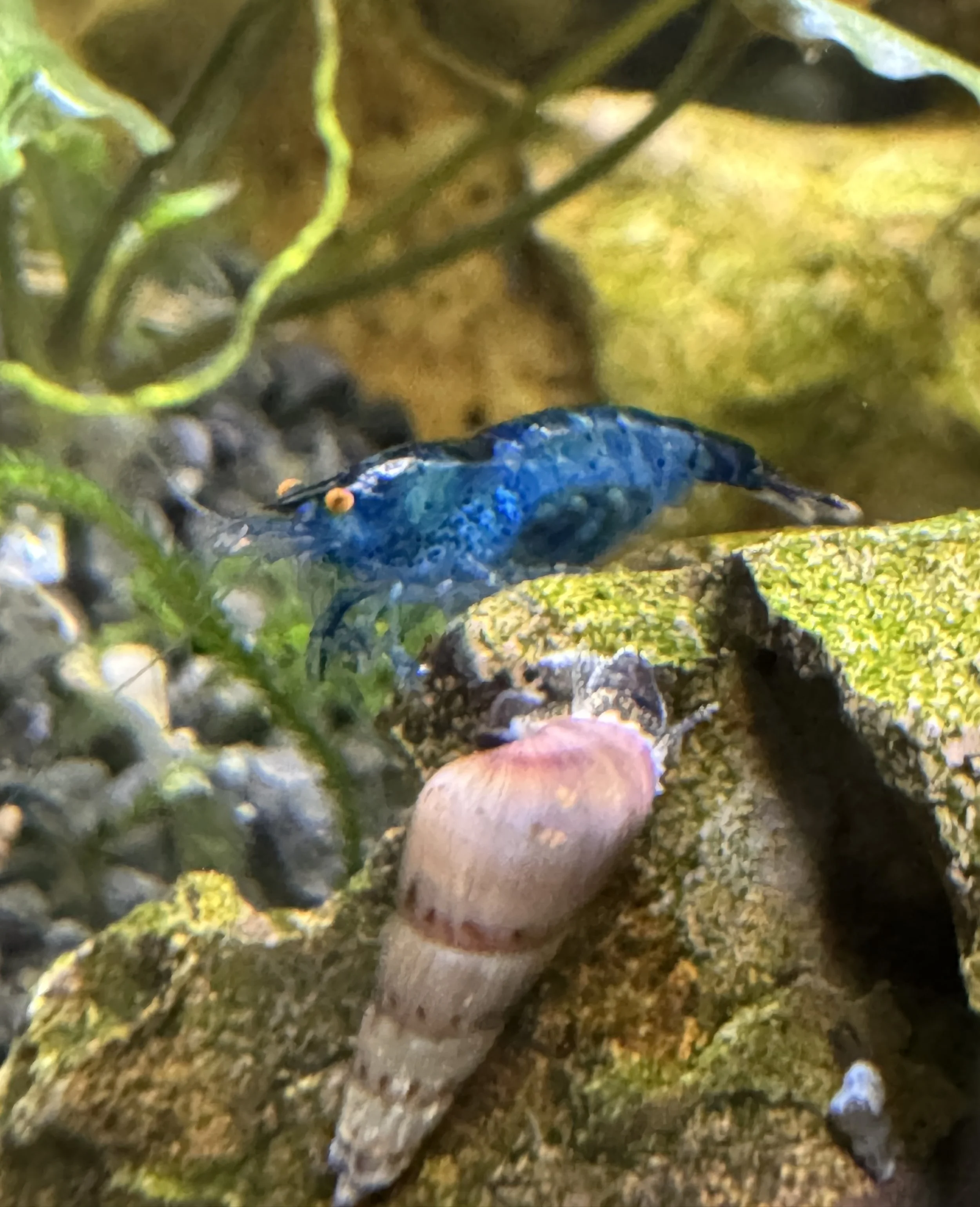 The Cookie Monster shrimp