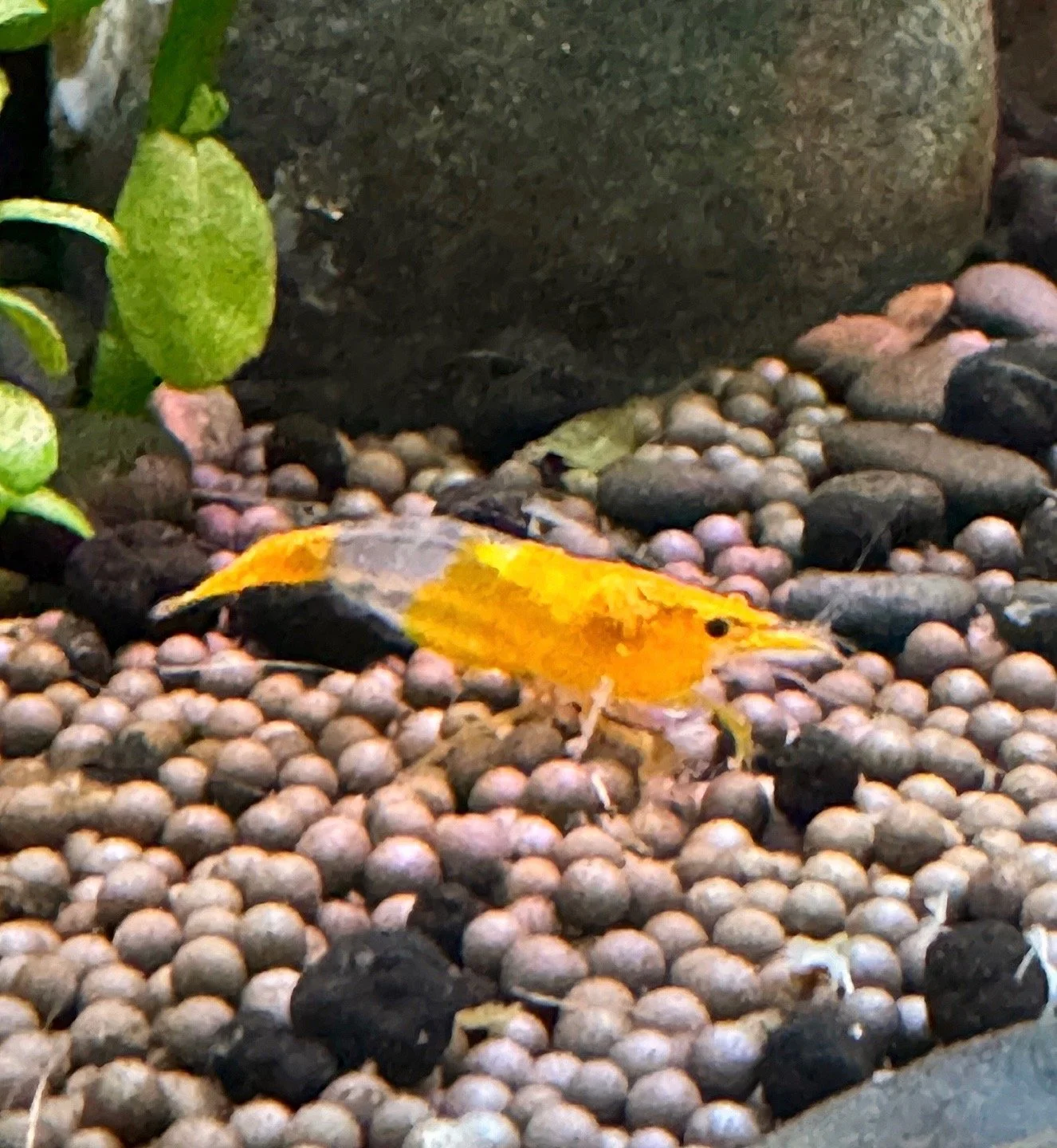 Orange Creamsickle