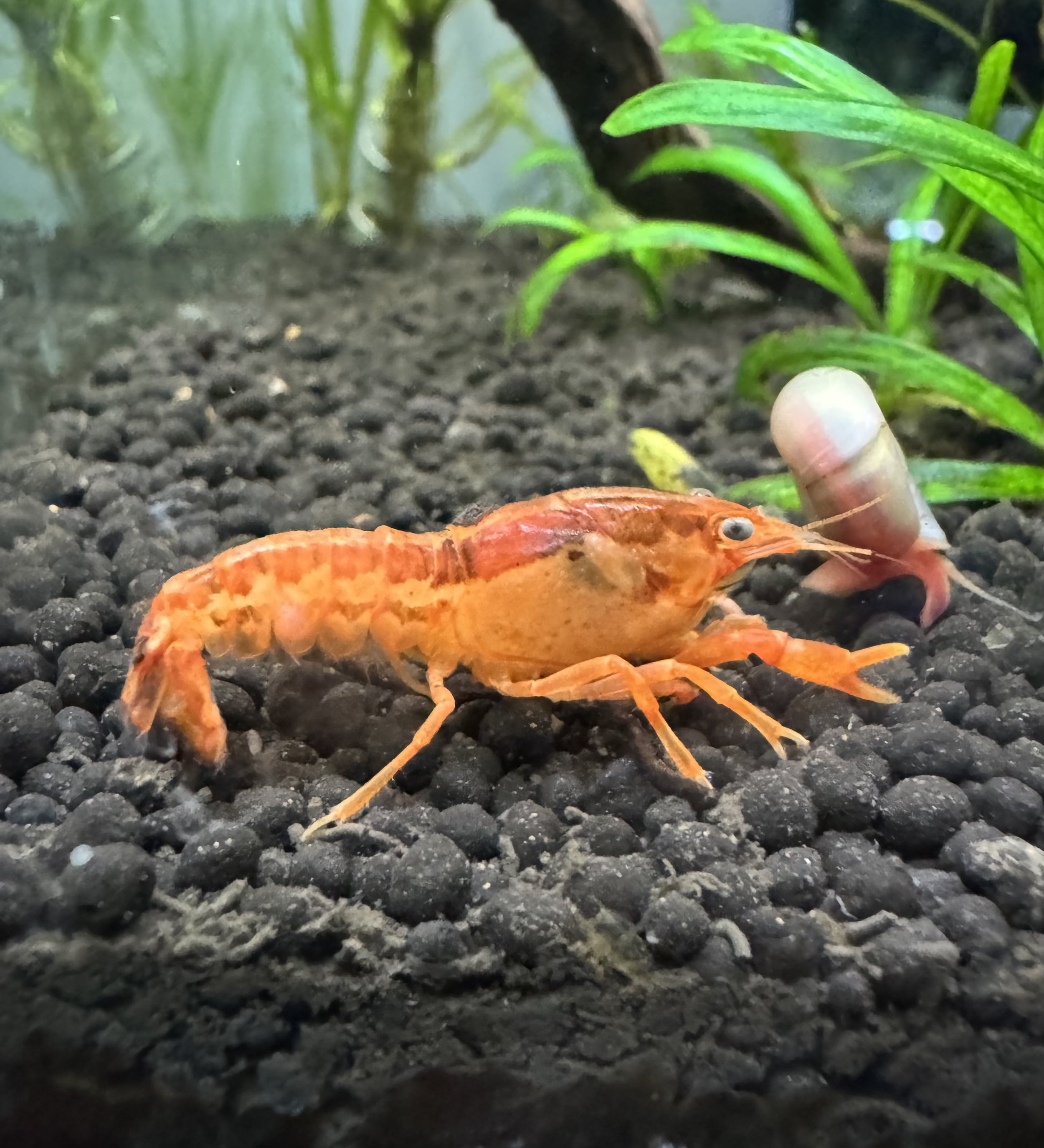 Pinchy the Mexican Dwarf Crayfish!