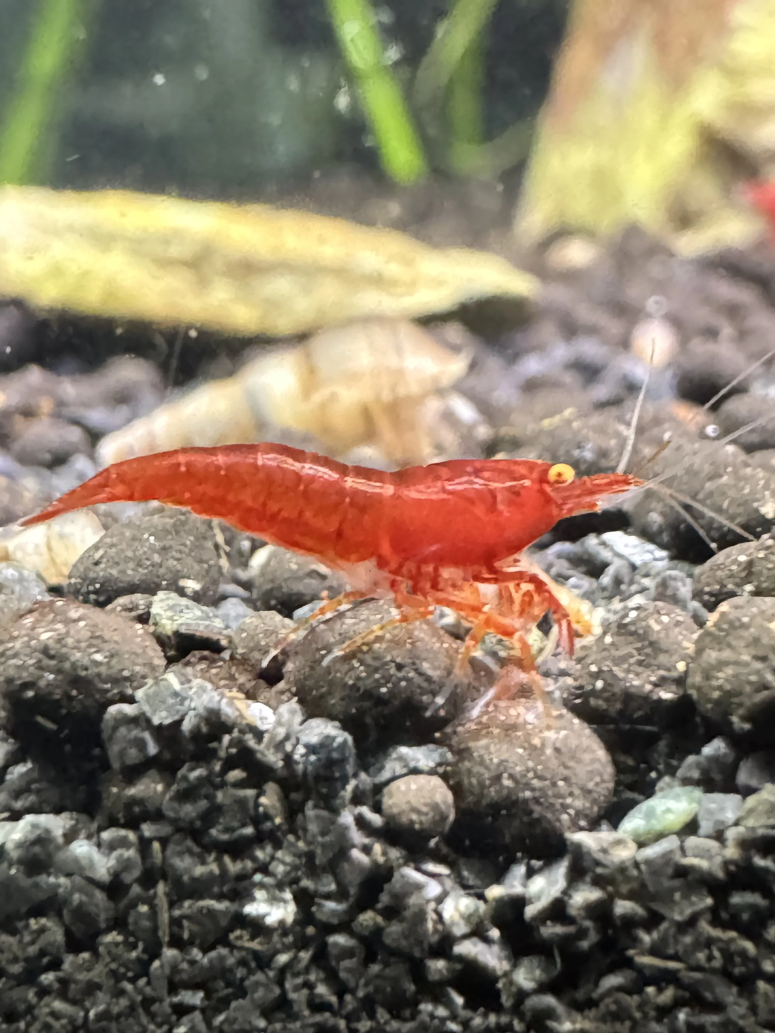 Ronald McDonald the shrimp