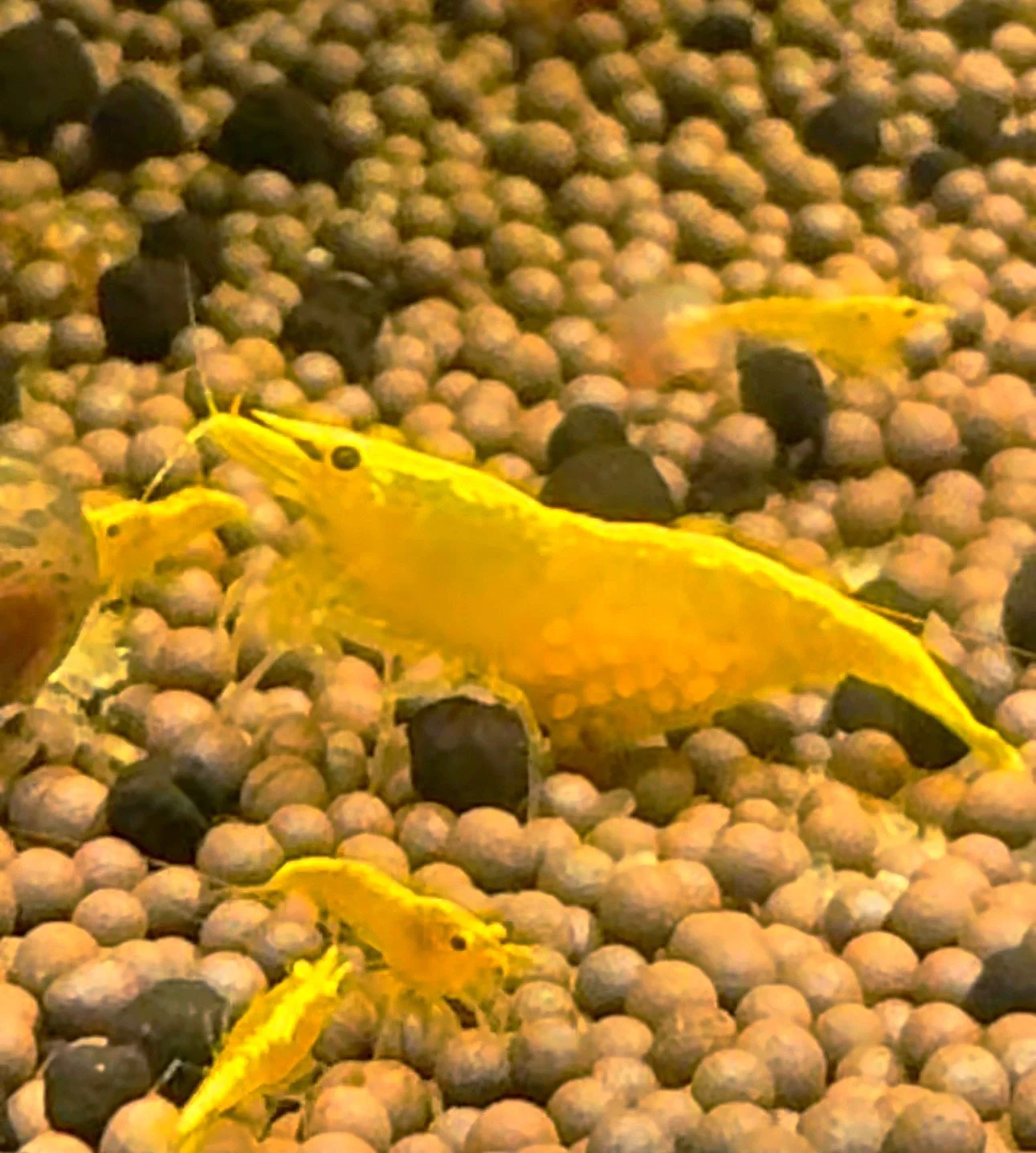 Canary shrimp