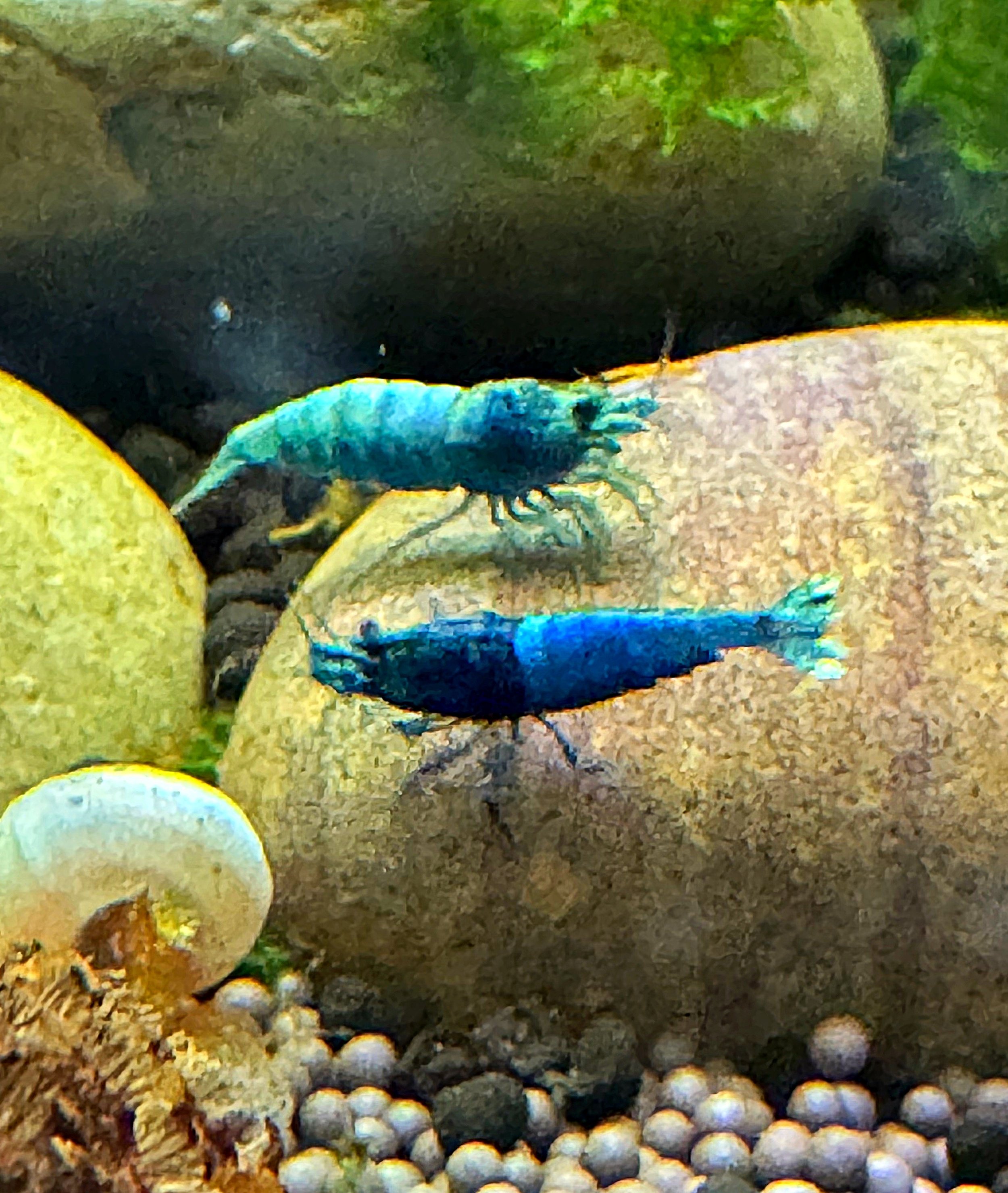 Bluey & Bingo