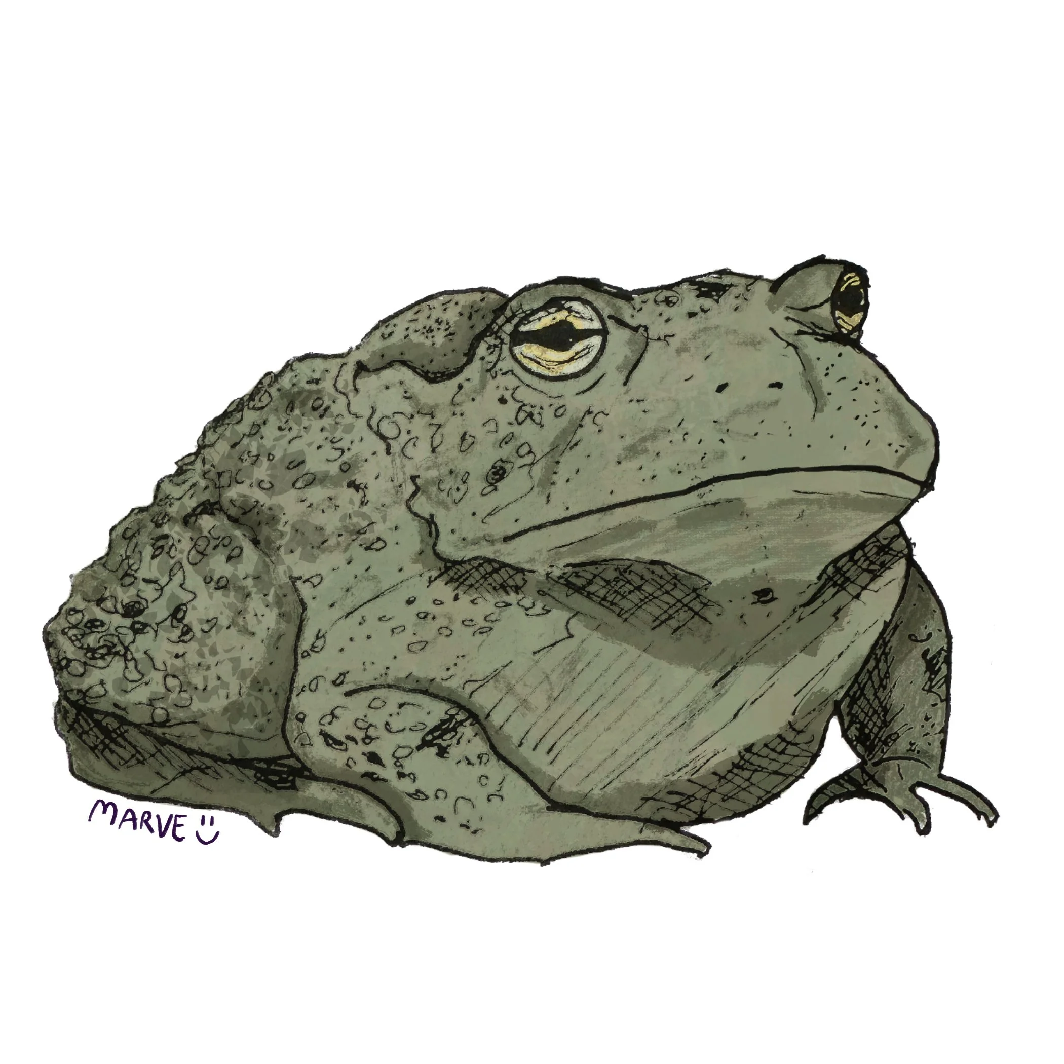 Frog sticker, digital painting, 2024