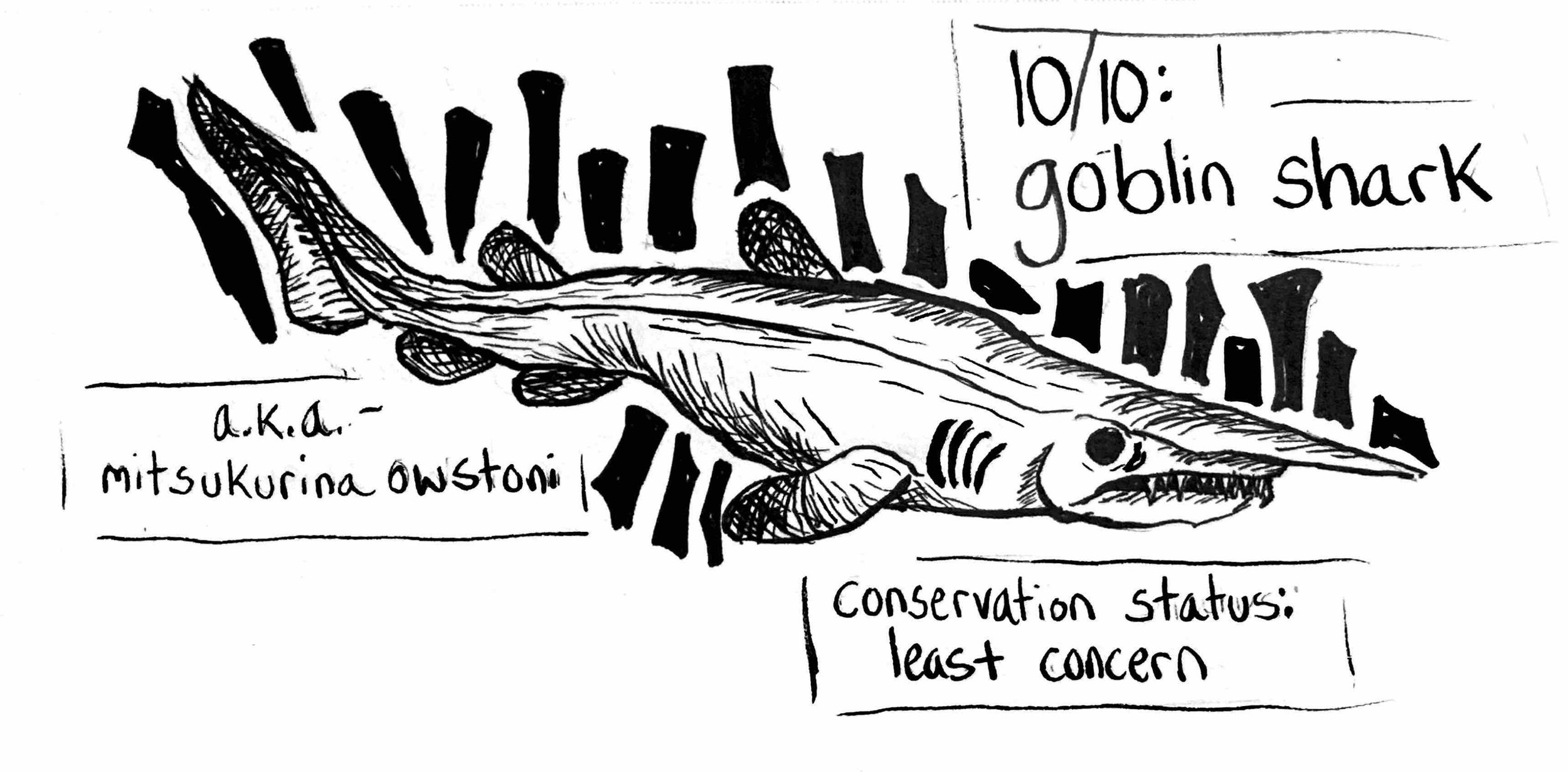 Goblin shark, scanned ink drawing, 2025