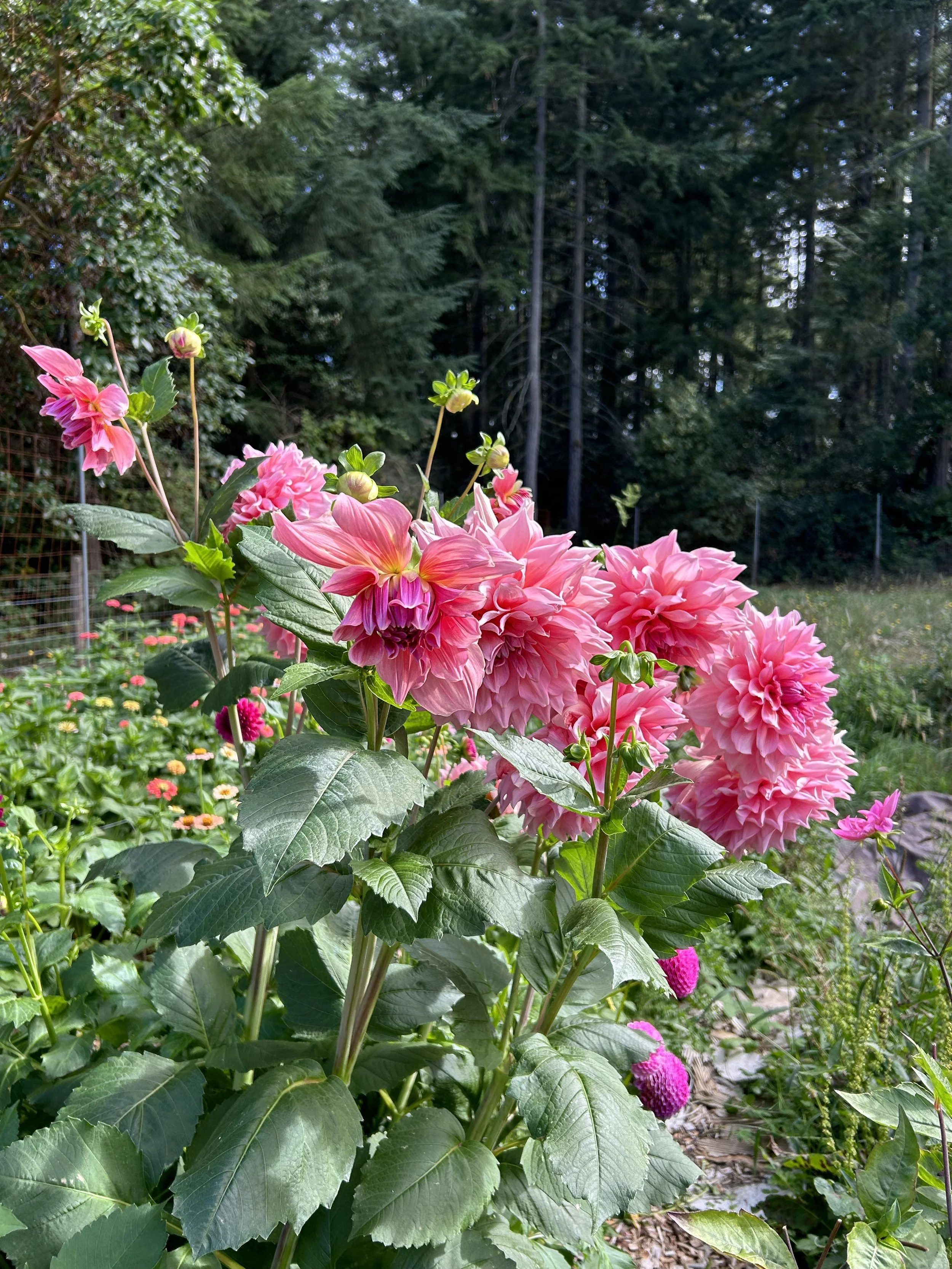 Pink dahlias and other flowers in a garden with a background of trees.