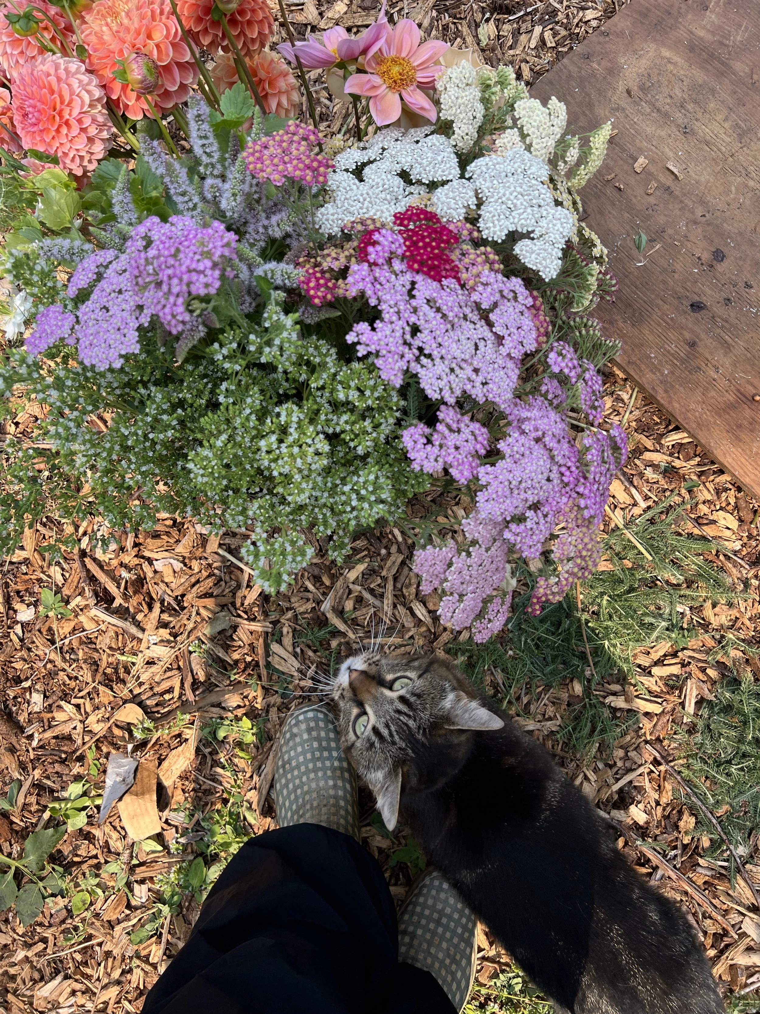 A garden scene with a variety of colorful flowers including pink dahlias, pink and yellow zinnias, white alyssum, purple statice, and pink yarrow, with a tabby cat looking up at the flowers from ground level.