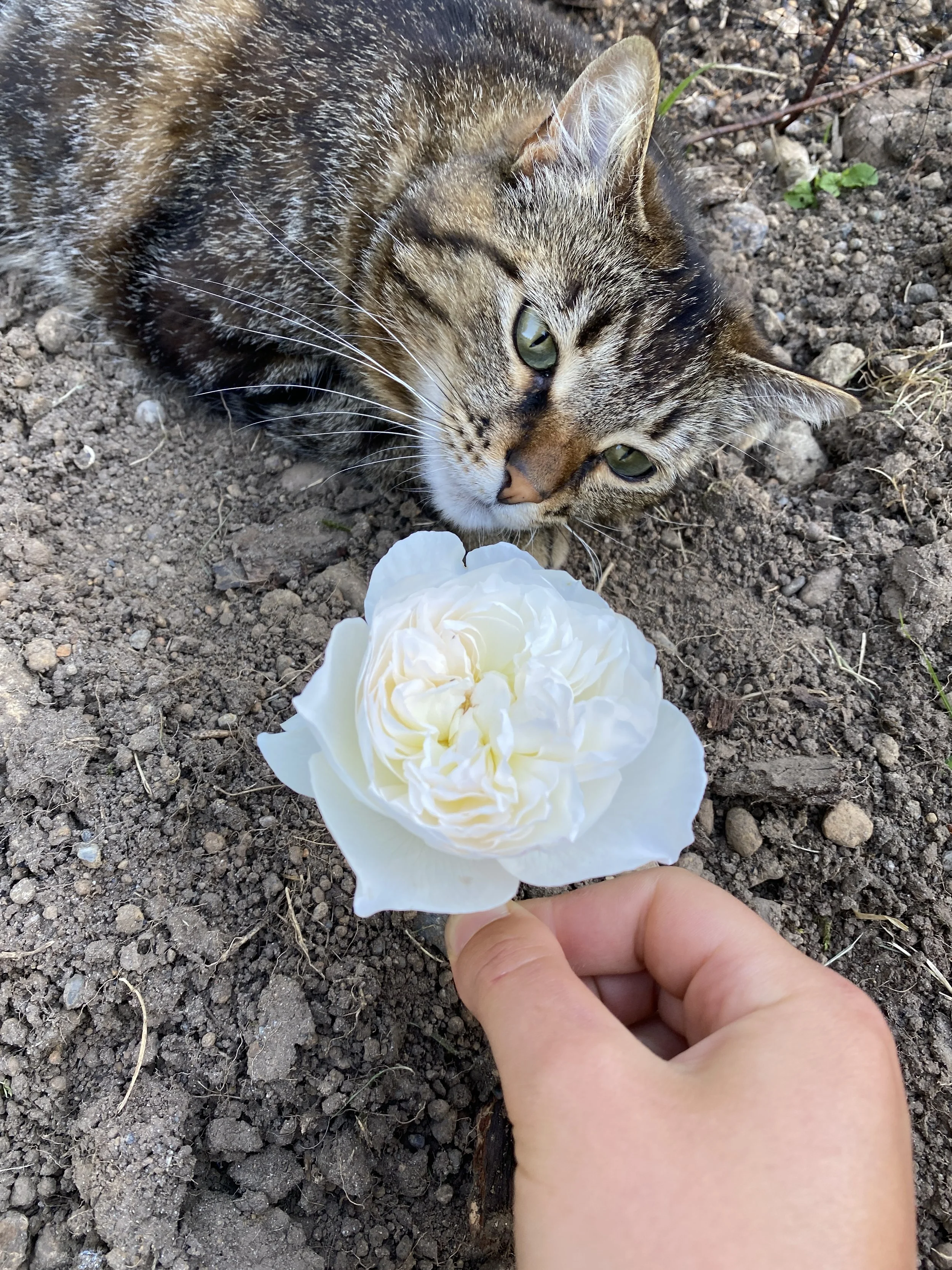 A hand holding a white flower close to a tabby cat lying on dirt, sniffing the flower.