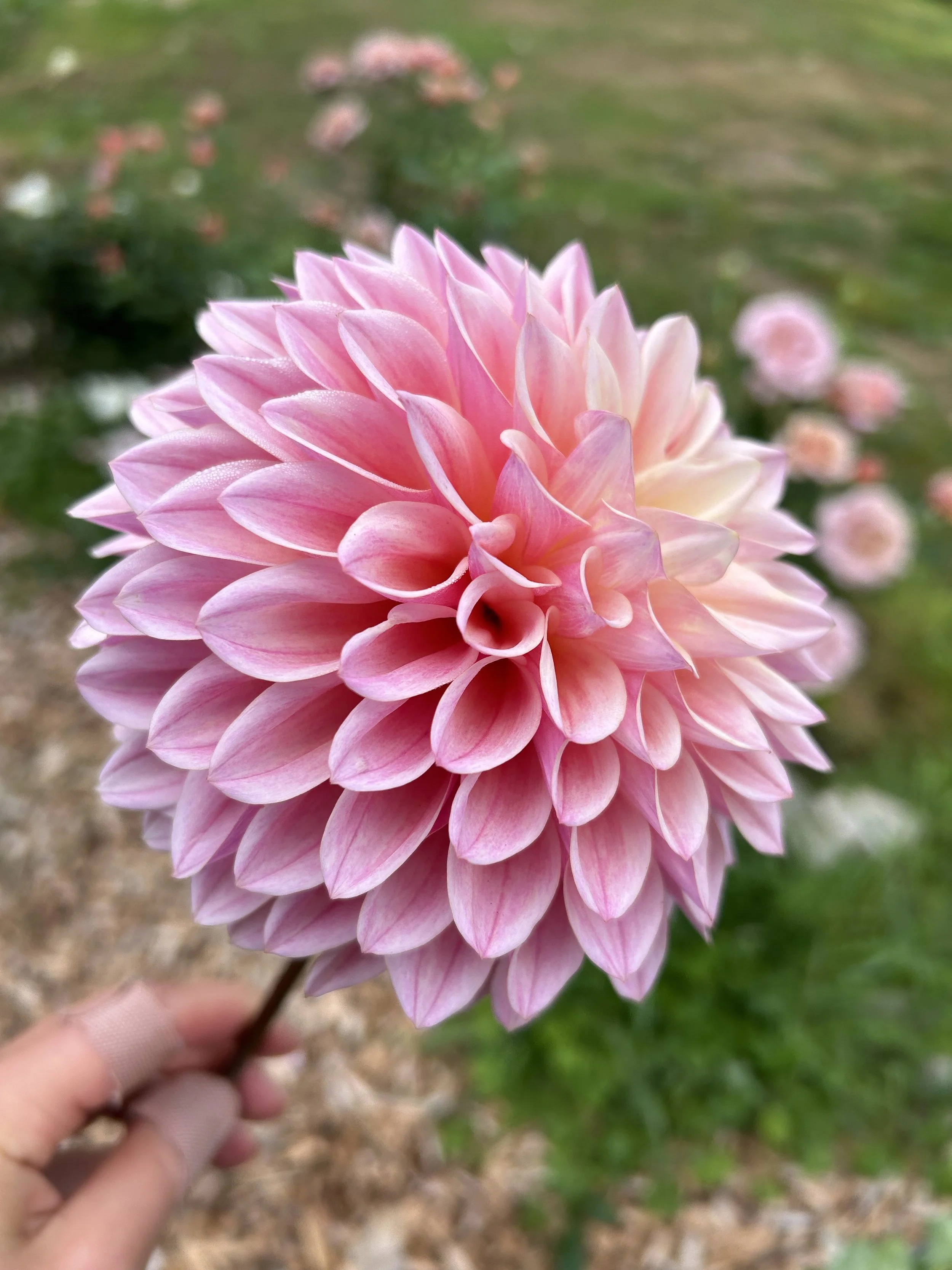 Close-up of a pink dahlia flower being held by a person's hand outdoors, with a blurred background of green grass and other pink flowers.