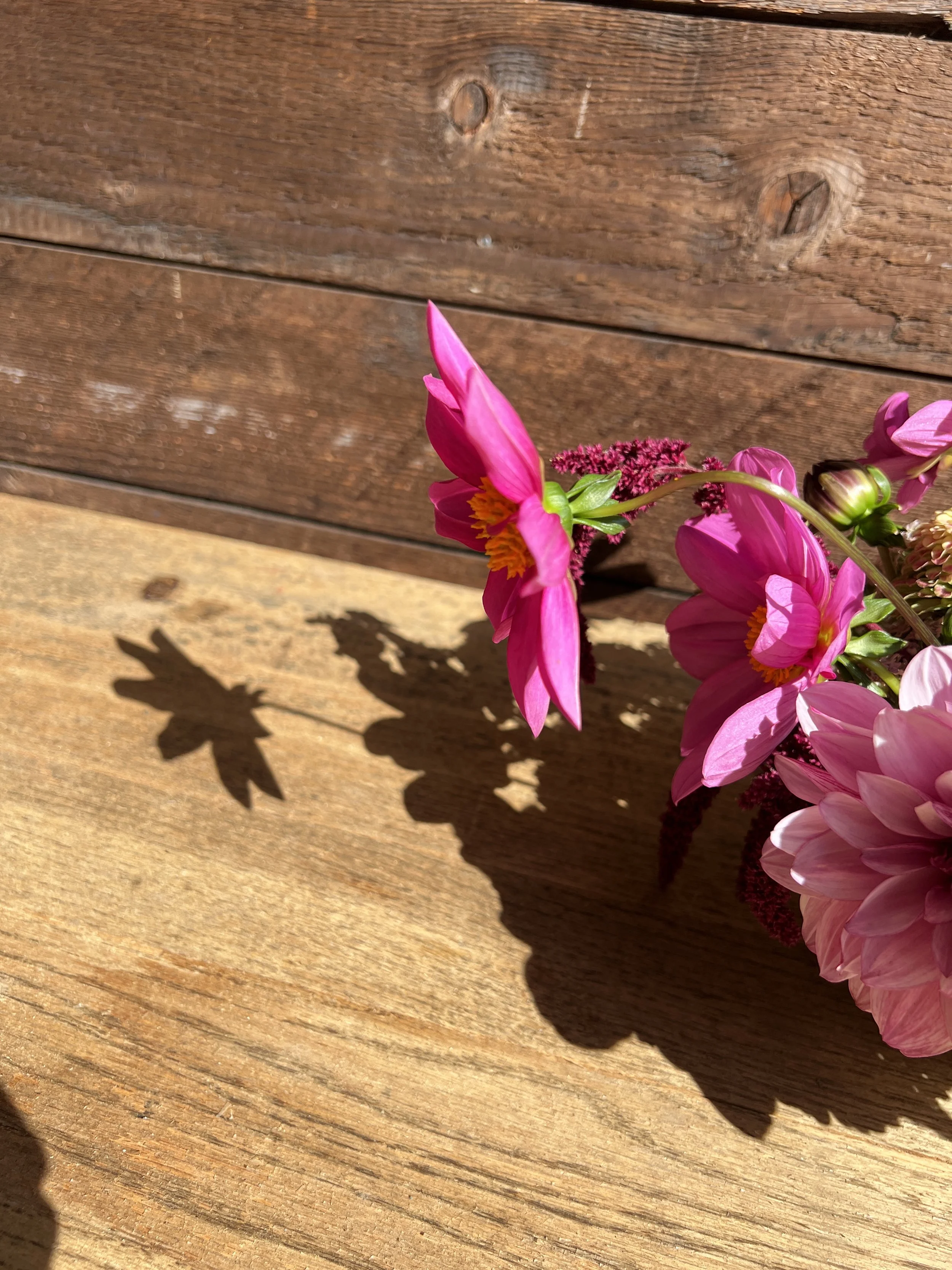 Close-up of pink flowers casting shadows on a wooden surface, with a wooden wall in the background.