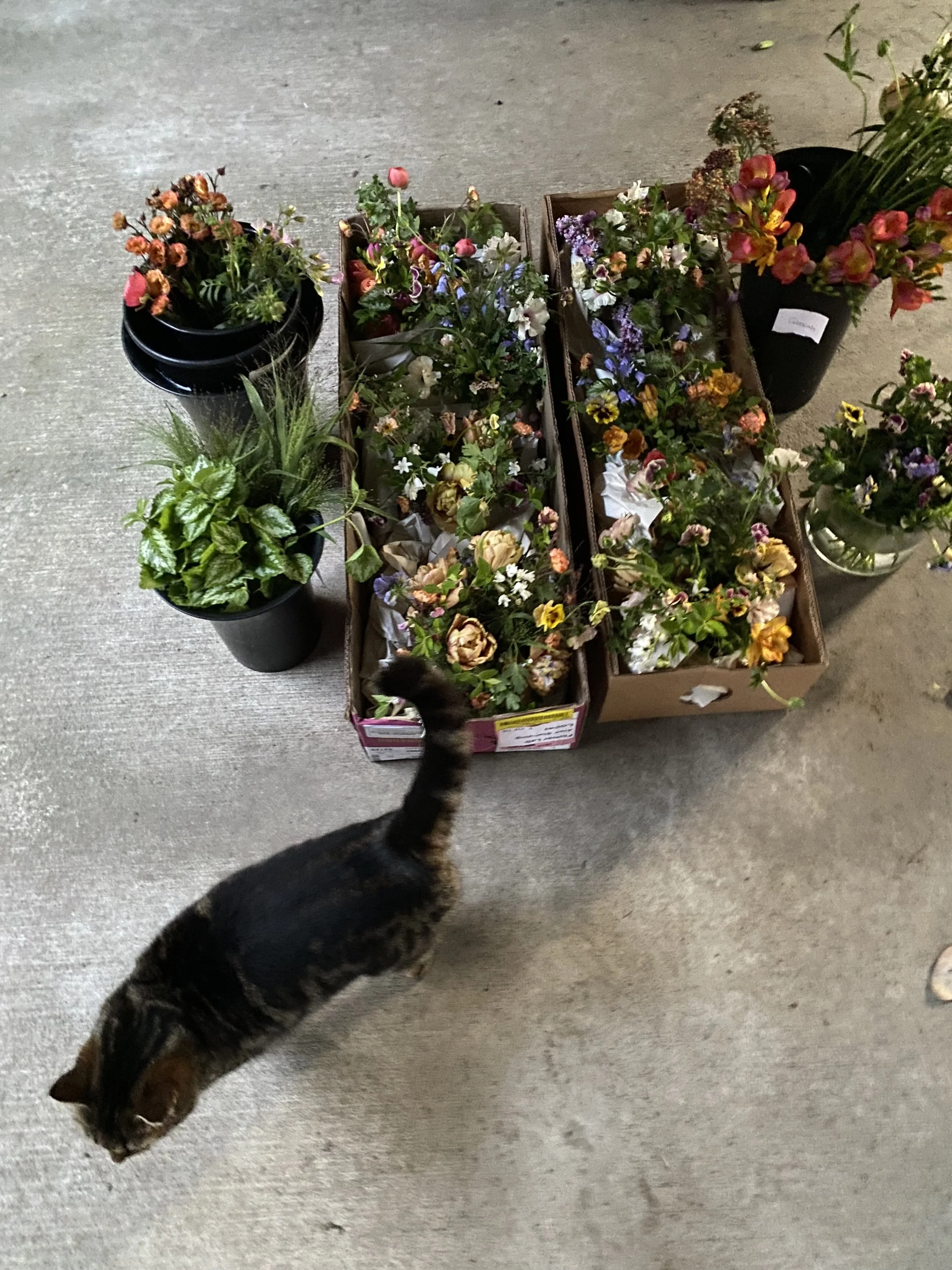 Various potted and boxed flowers on a concrete floor, with a cat walking through the scene.