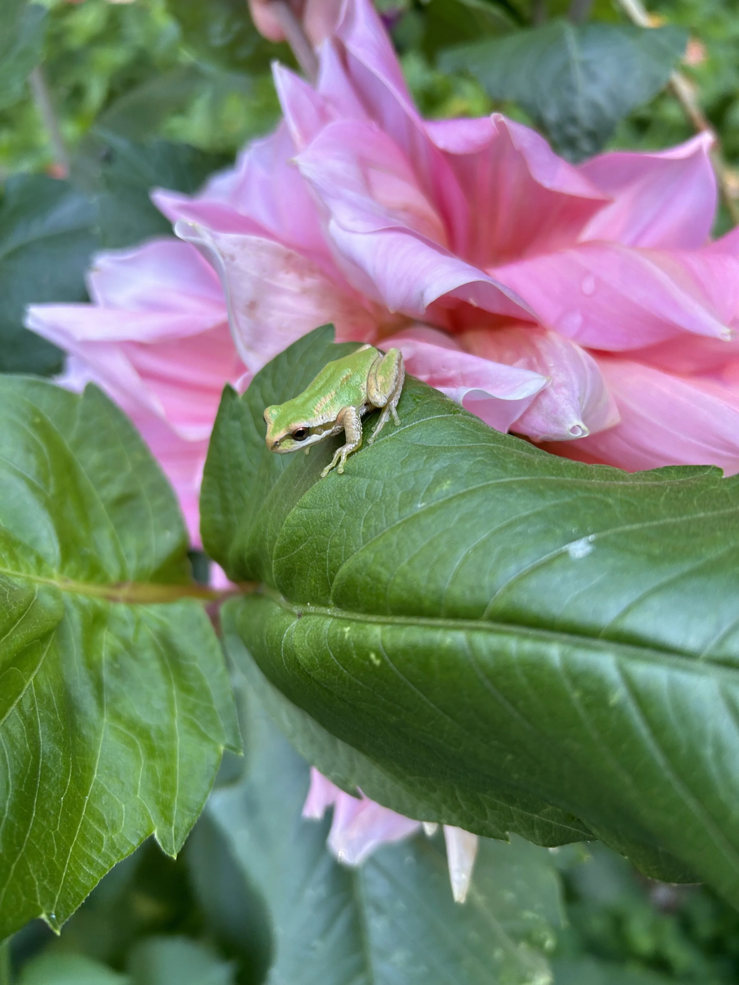 A small green frog sitting on a green leaf near a pink flower.