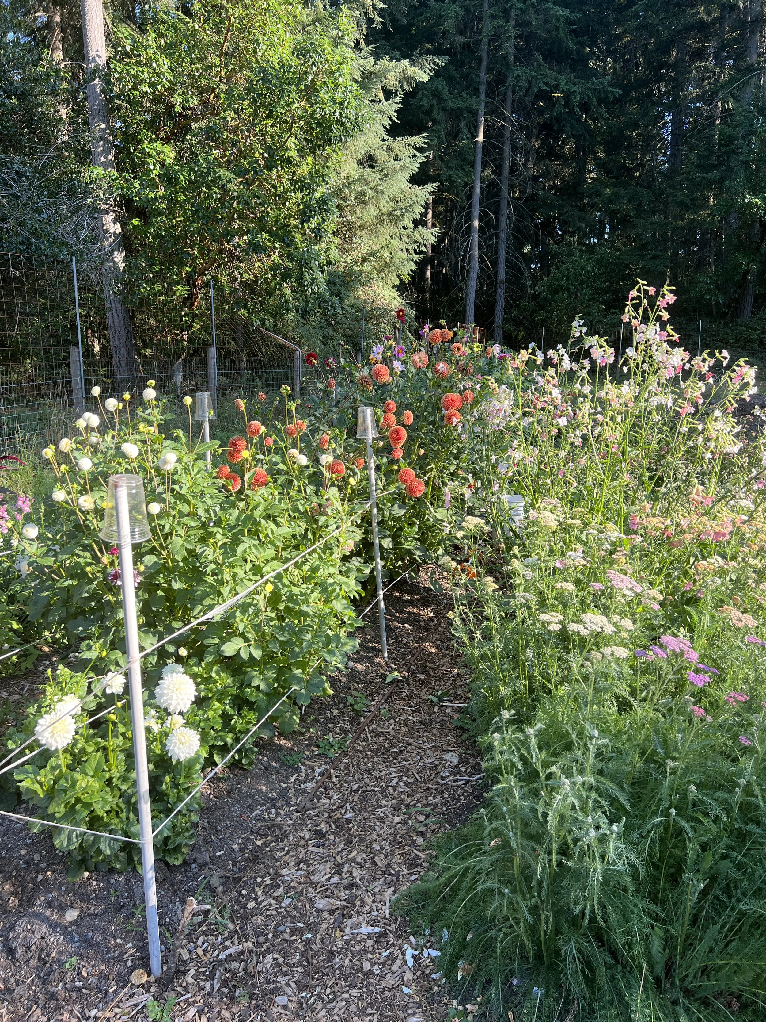 A garden with a variety of colorful flowers growing along a dirt path, surrounded by a wire fence and trees in the background.