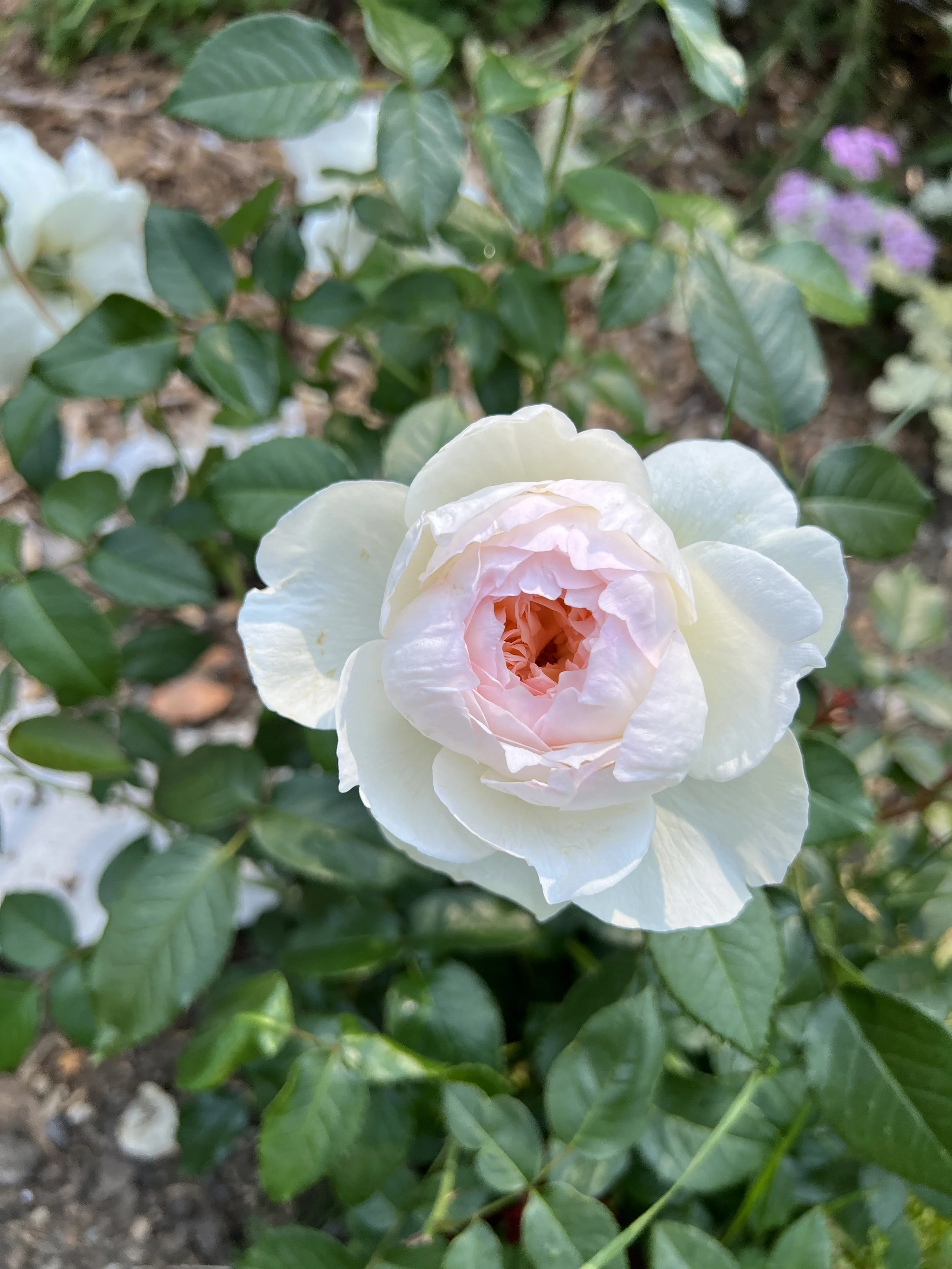 Close-up of a pale pink and white rose blooming among green leaves in a garden.