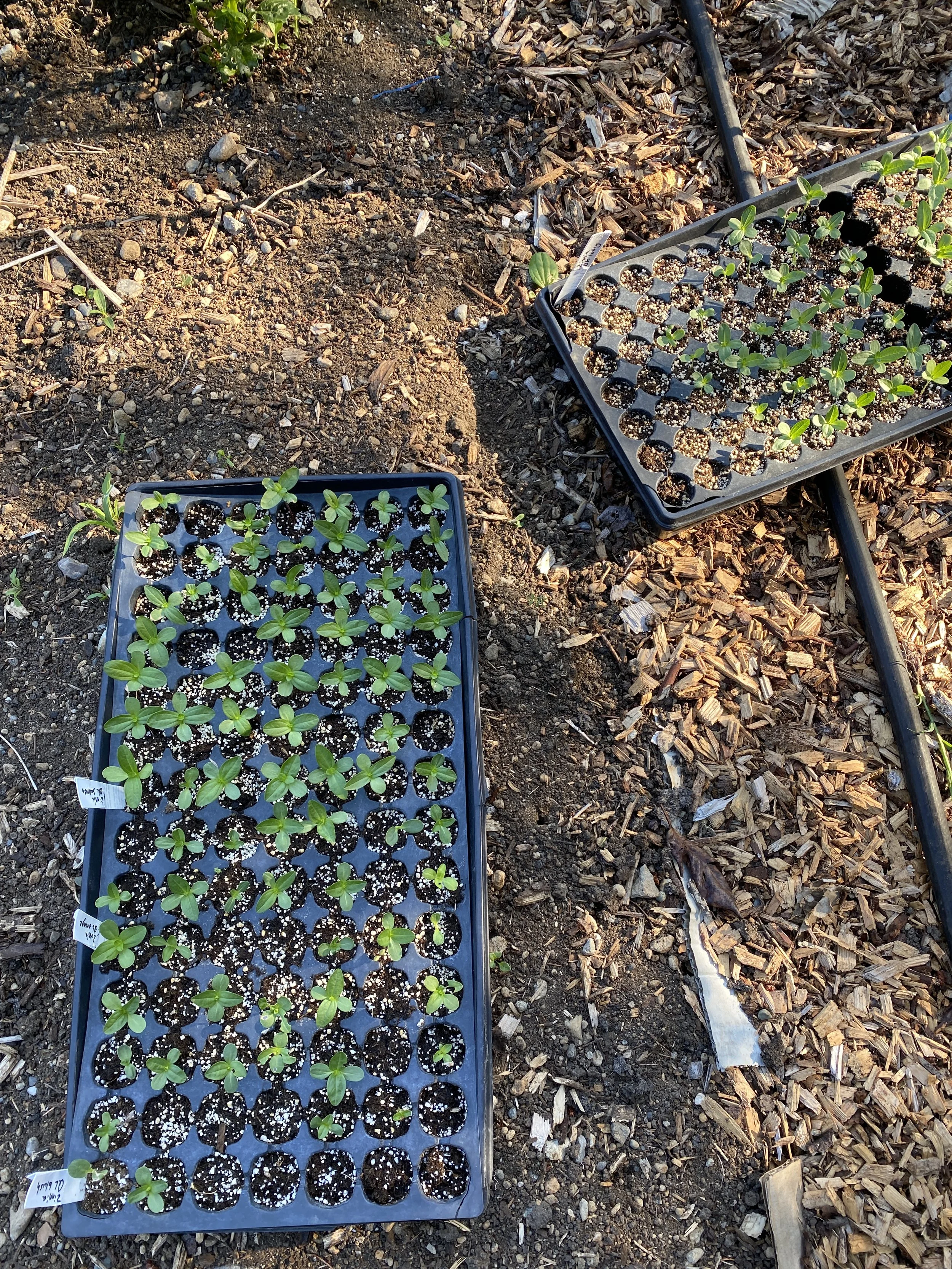 Seedlings in black trays growing in soil outdoors with mulch and a drip irrigation line nearby.