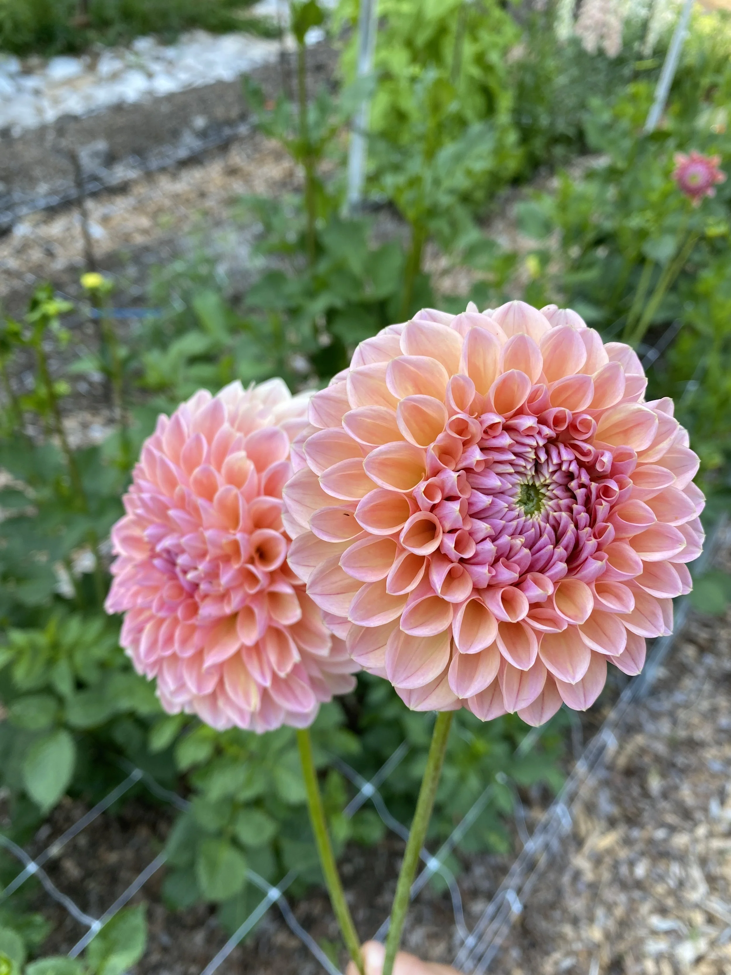 Close-up of two pink dahlias flowers in a garden with green foliage and a wire fence in the background.