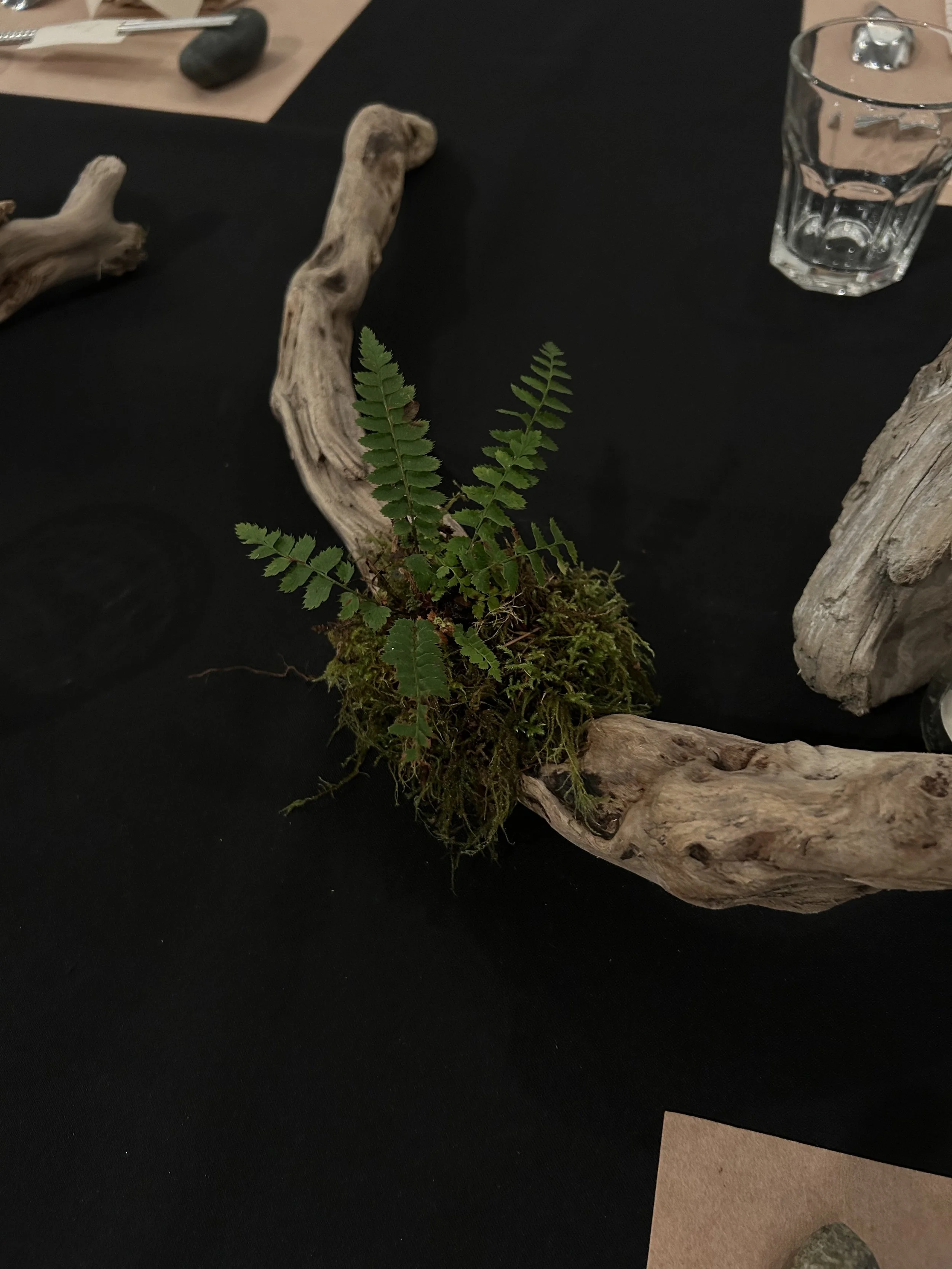 A small fern plant in a bed of moss, surrounded by pieces of driftwood on a black table.