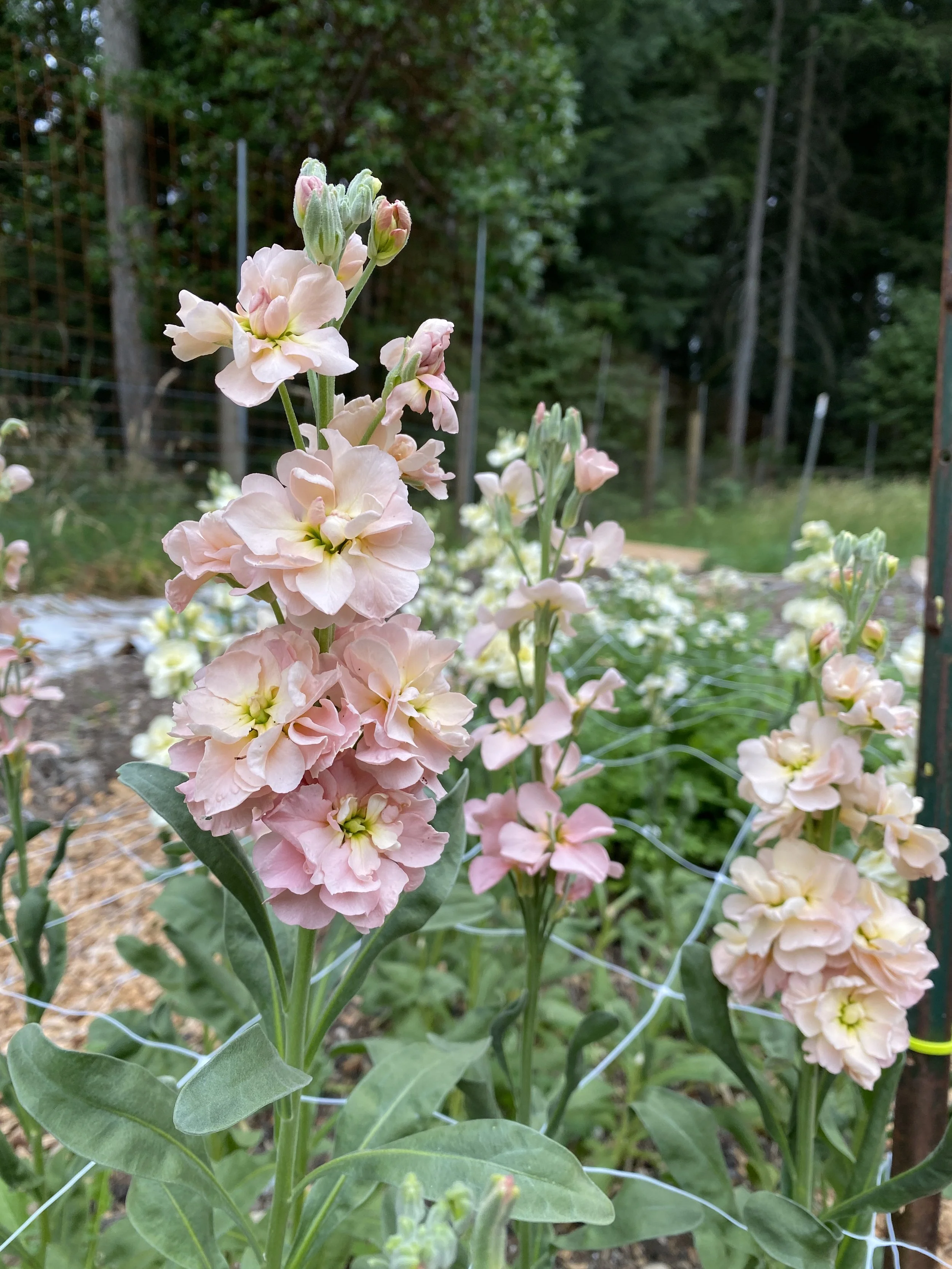 Pink and cream garden flowers growing among greenery, supported by a wire trellis, in a garden with trees and a green fence in the background.