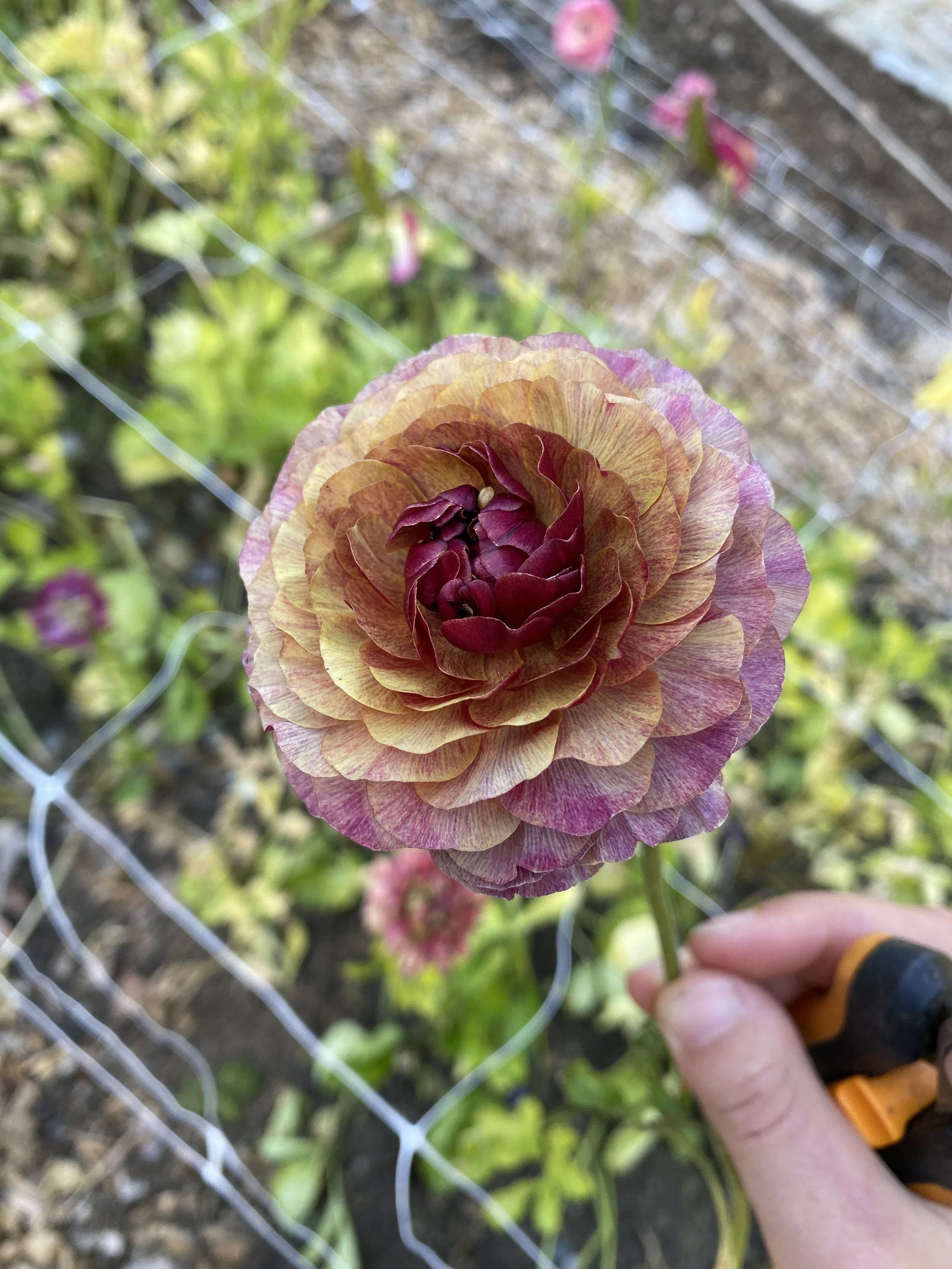 Person holding a dual-colored ranunculus flower with shades of beige, pink, and burgundy, in a garden with green foliage and wire fencing.