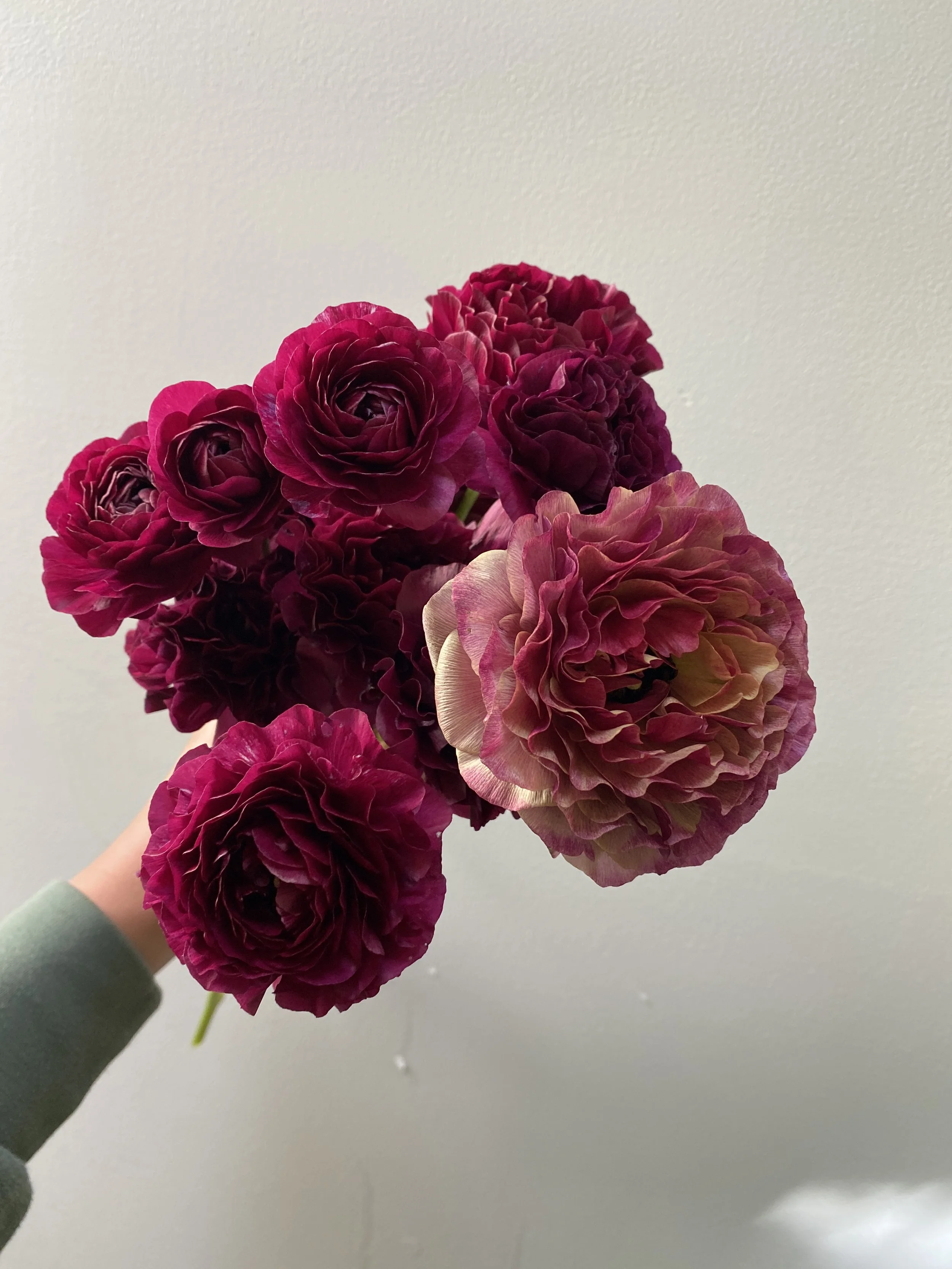 A hand holding a bouquet of dark pink and purple peonies against a plain light gray background.