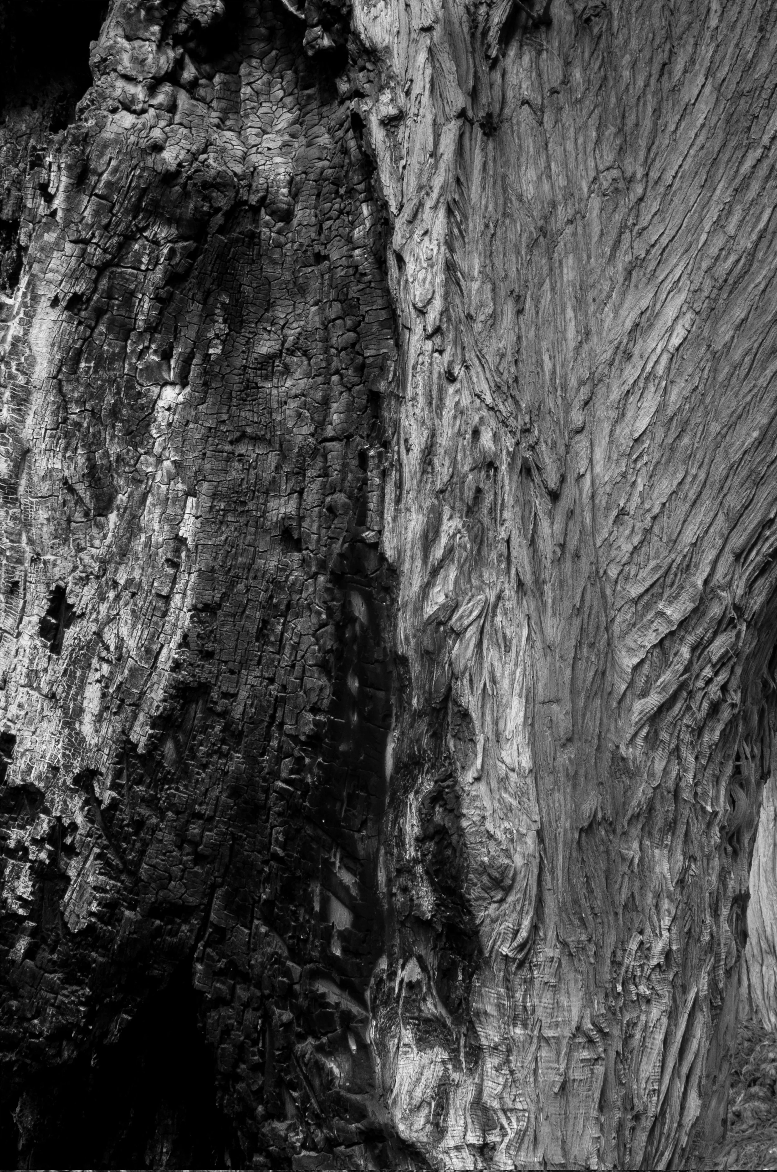 Sin título // 2020 // Fotografía Digital