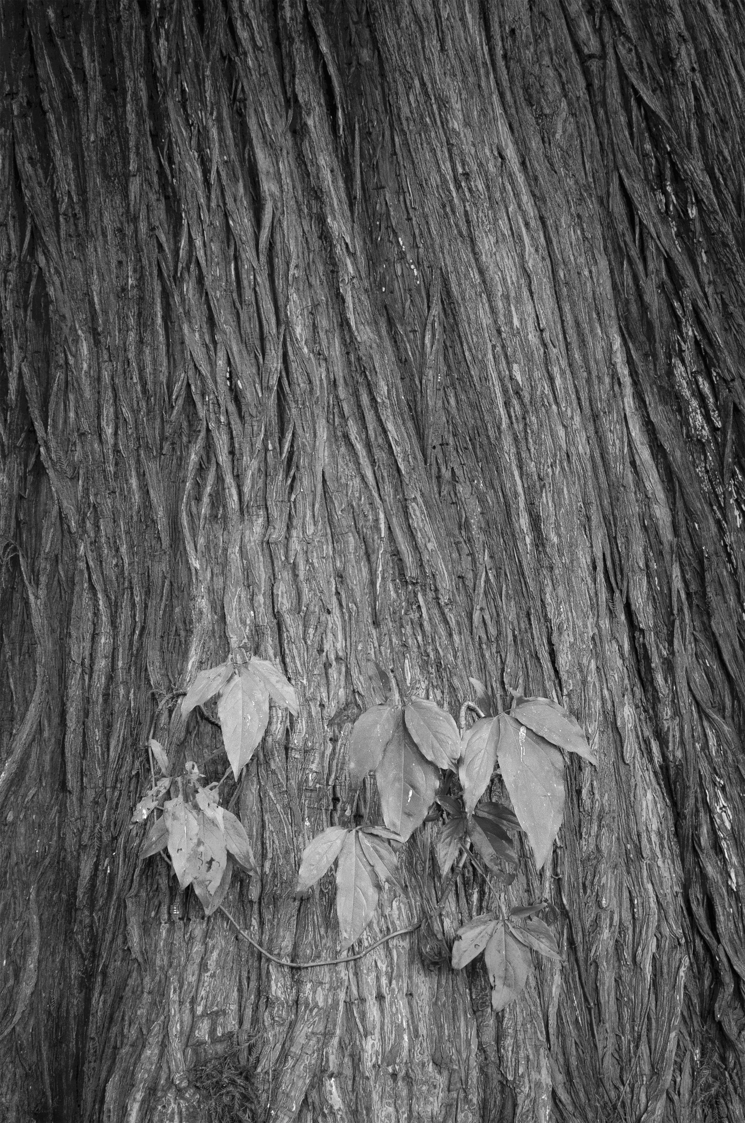 Sin título // 2020 // Fotografía Digital