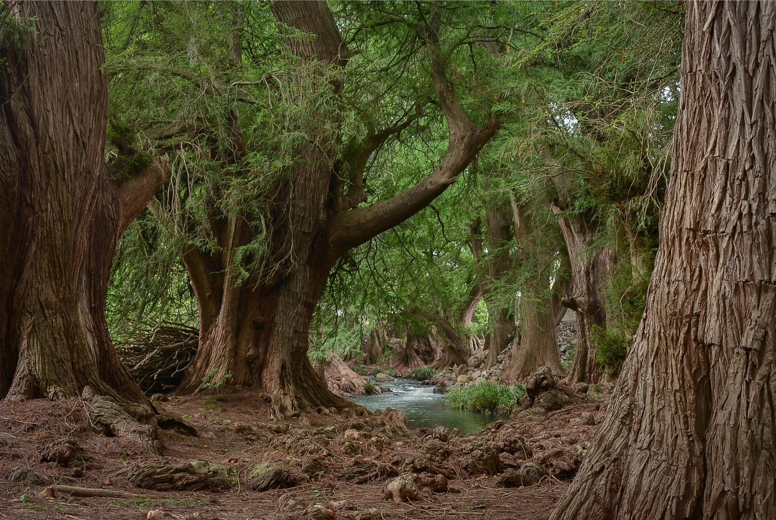 Sin título // 2020 // Fotografía Digital