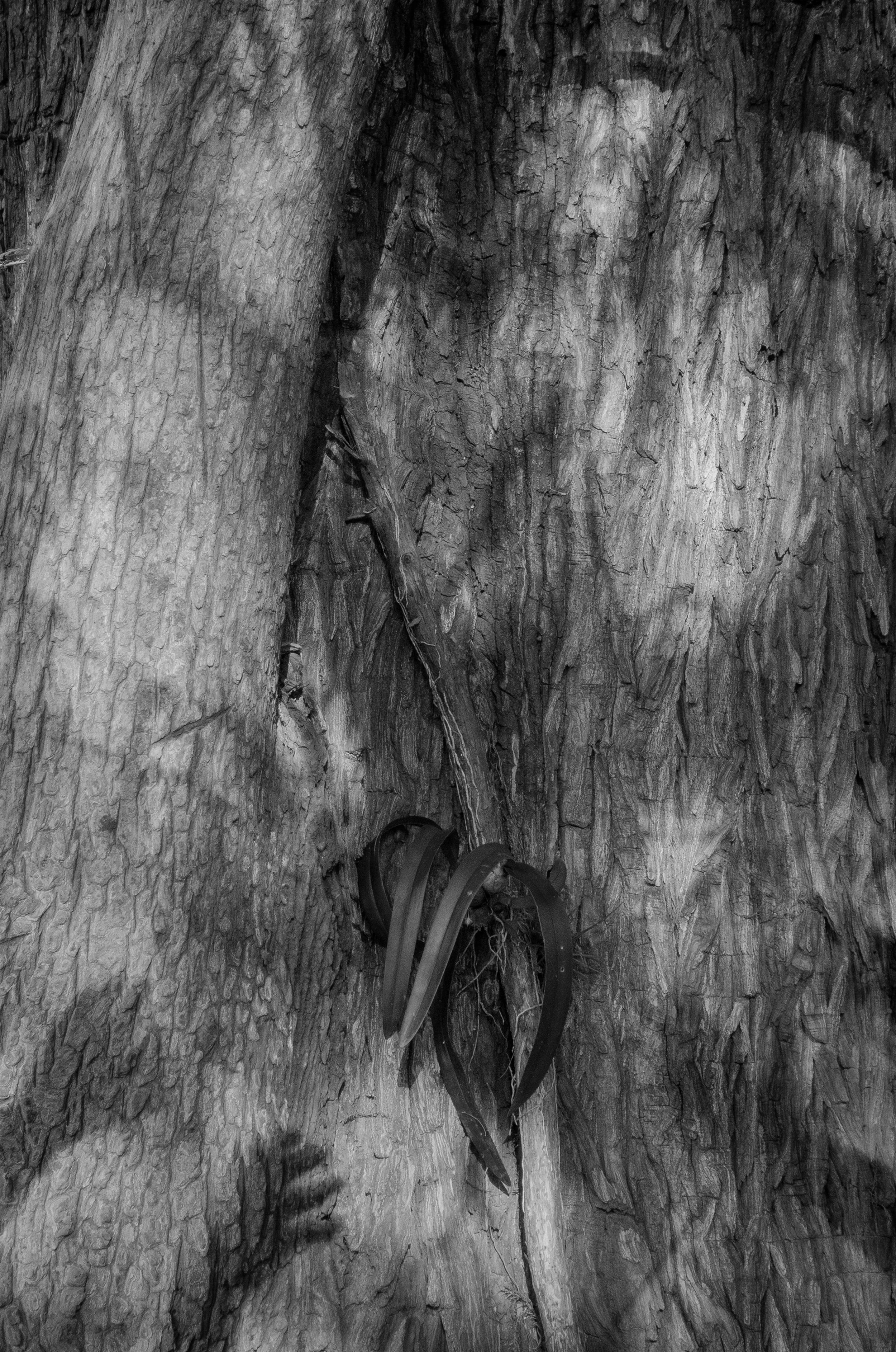 Sin título // 2020 // Fotografía Digital