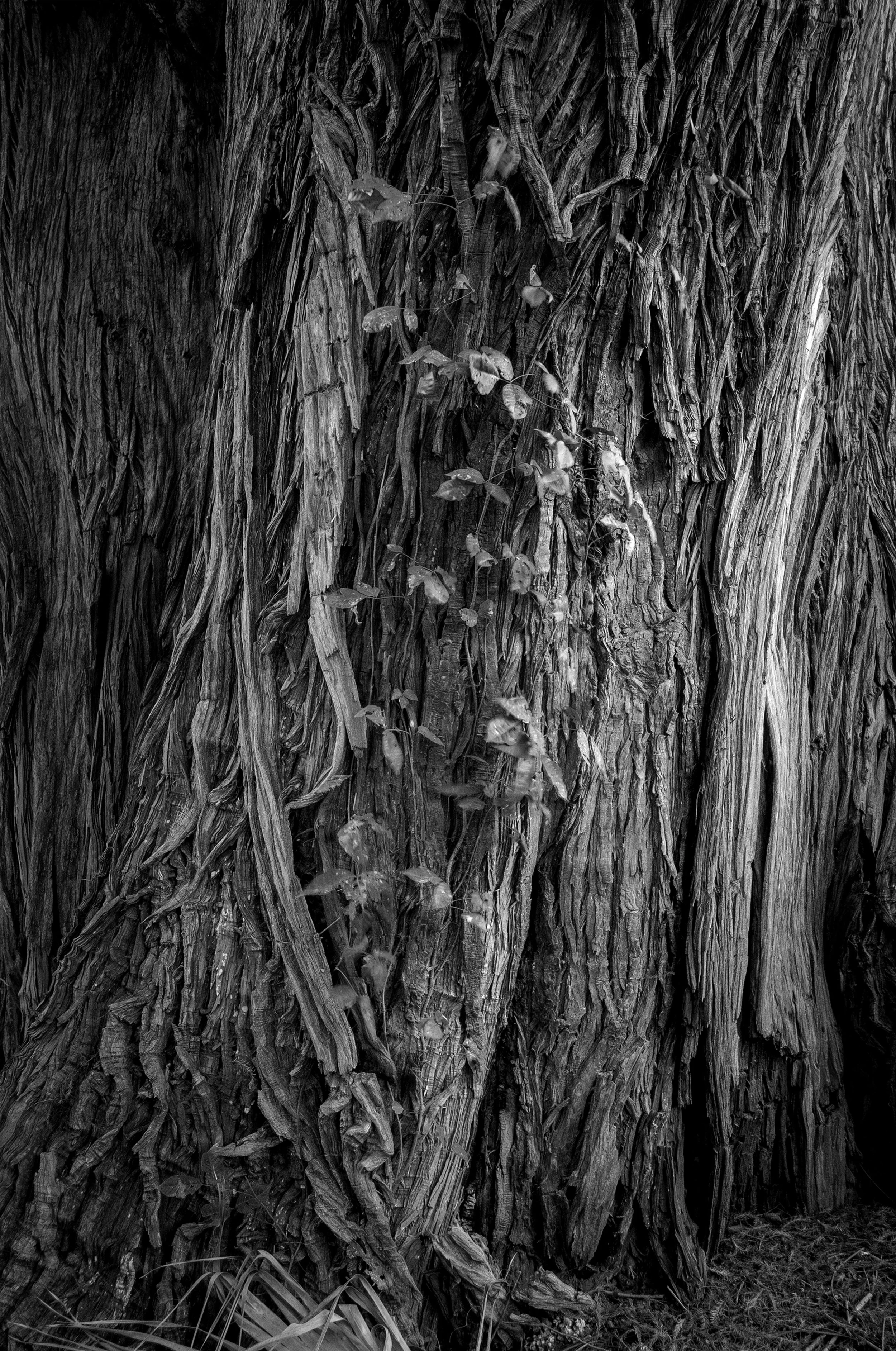 Sin título // 2020 // Fotografía Digital