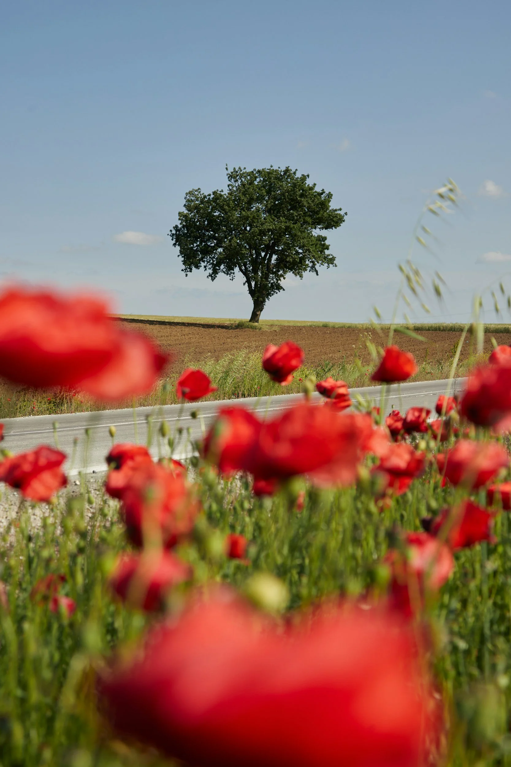 Lone tree beside wildflowers in countryside landscape