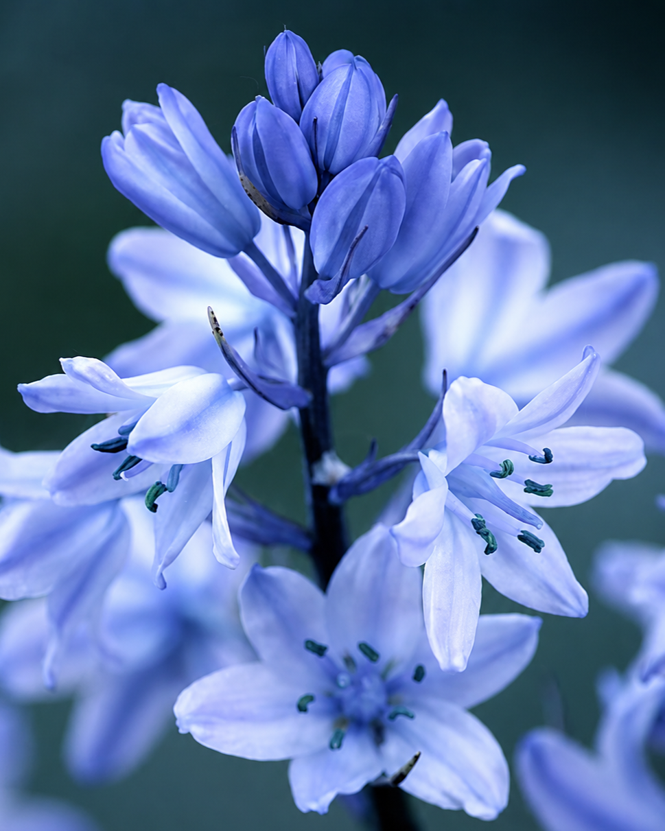 Close-up blue flower photograph used in psychotherapy website design