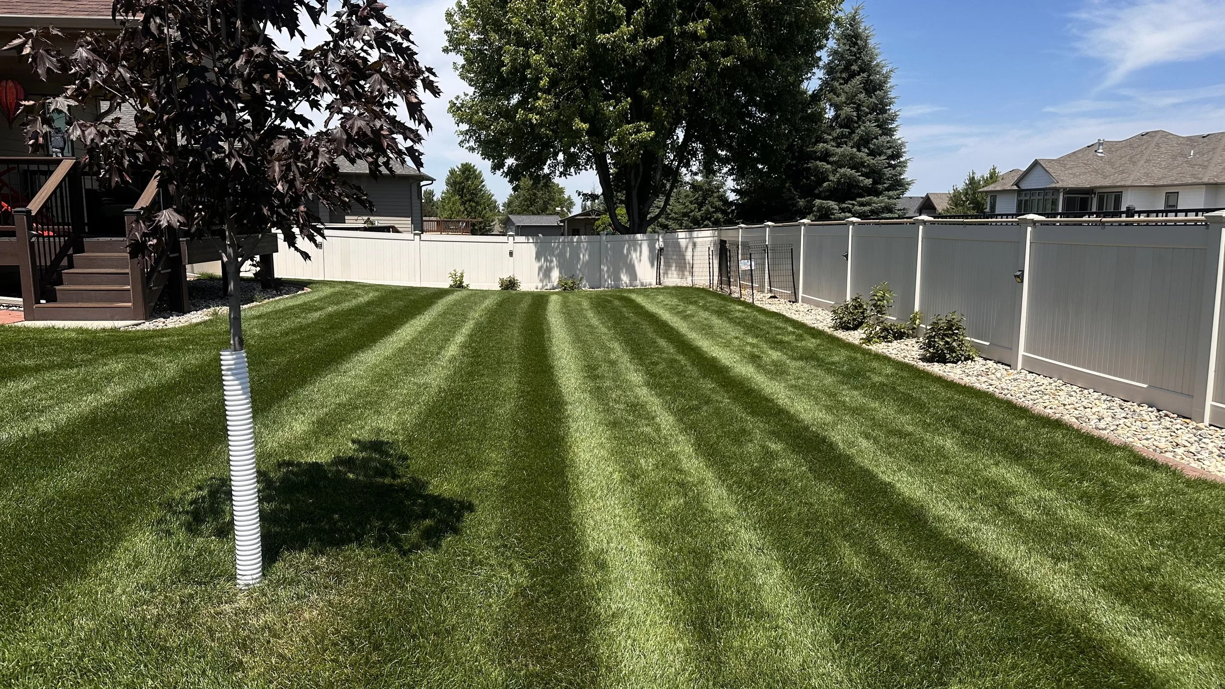 A well-maintained backyard with freshly mowed grass, a small tree with dark purple leaves, a large green tree, a white privacy fence, and neighboring houses in the background under a blue sky.