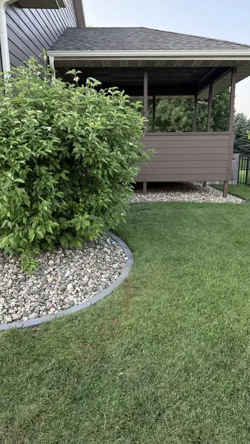 Mature shrub in a rock bed with curved paver edging bordering a backyard lawn