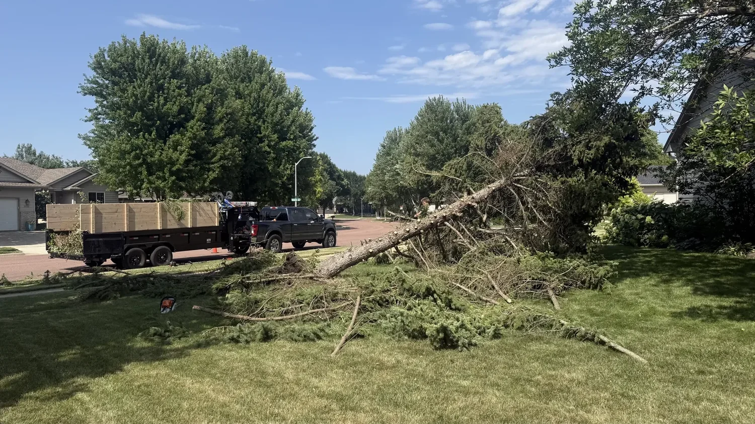 Fallen spruce cut into sections across a lawn, with truck and dump trailer parked at the curb