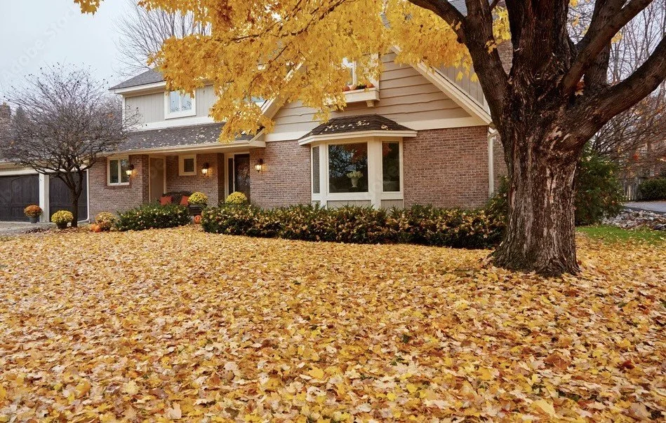 A house with a front yard covered in fallen yellow leaves and a large tree with yellow foliage.