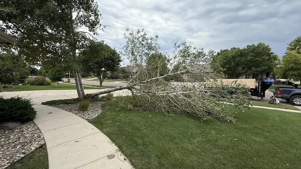 Uprooted birch tree lying across a front lawn and driveway with a dump trailer on the street